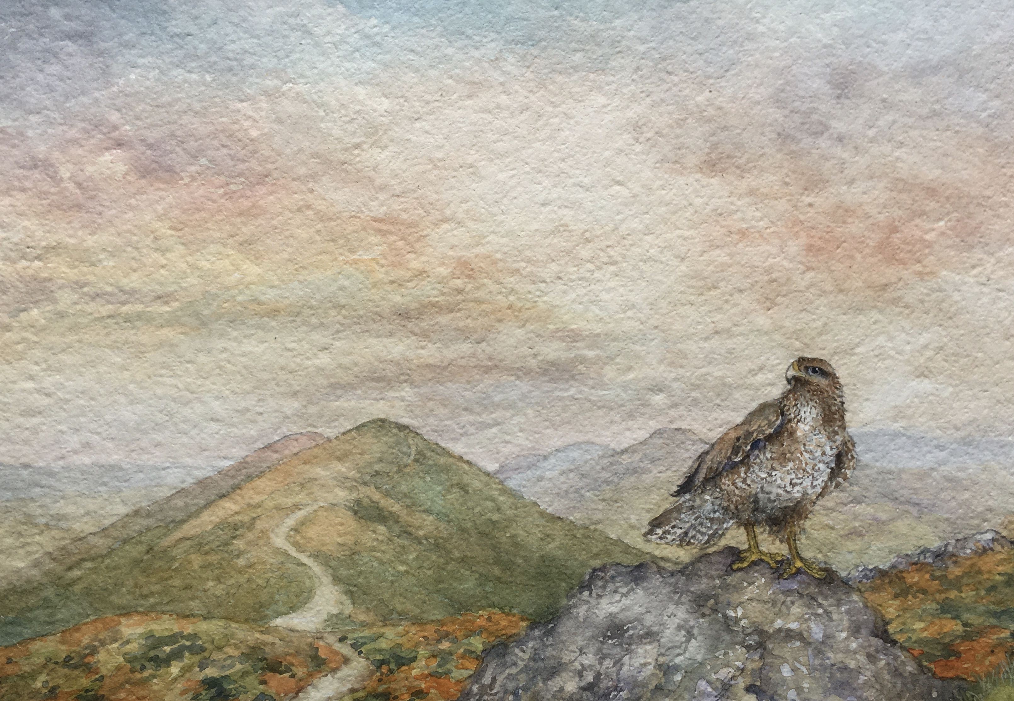 Christopher Hughes, Malvern Buzzard. Original watercolour Christopher Hughes, Malvern Buzzard. Original watercolour