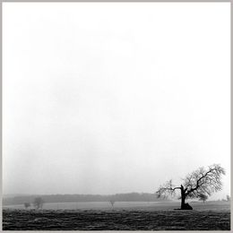 Broken Tree, Kasra