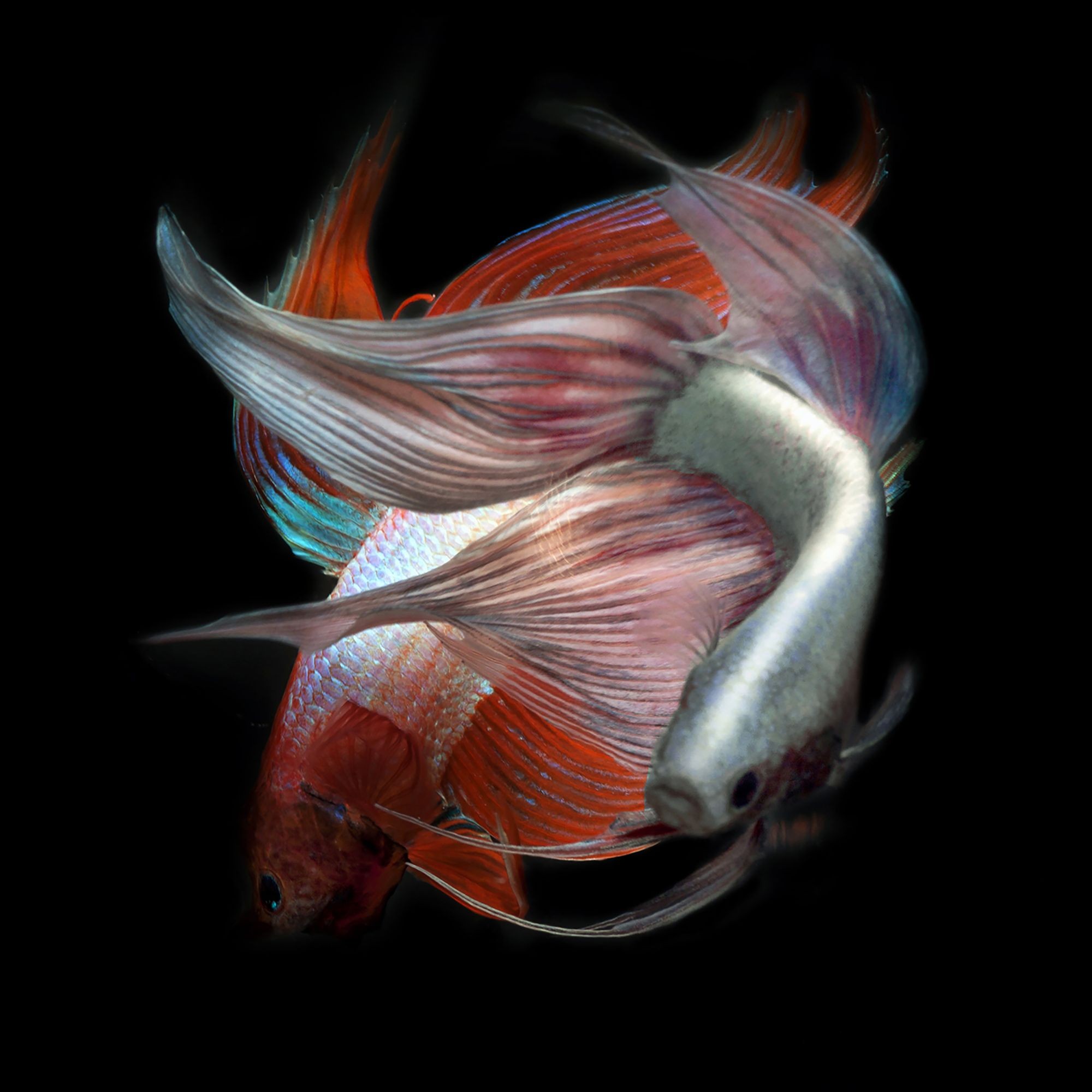 Michael Filonow, Betta Swirl Michael Filonow, Betta Swirl