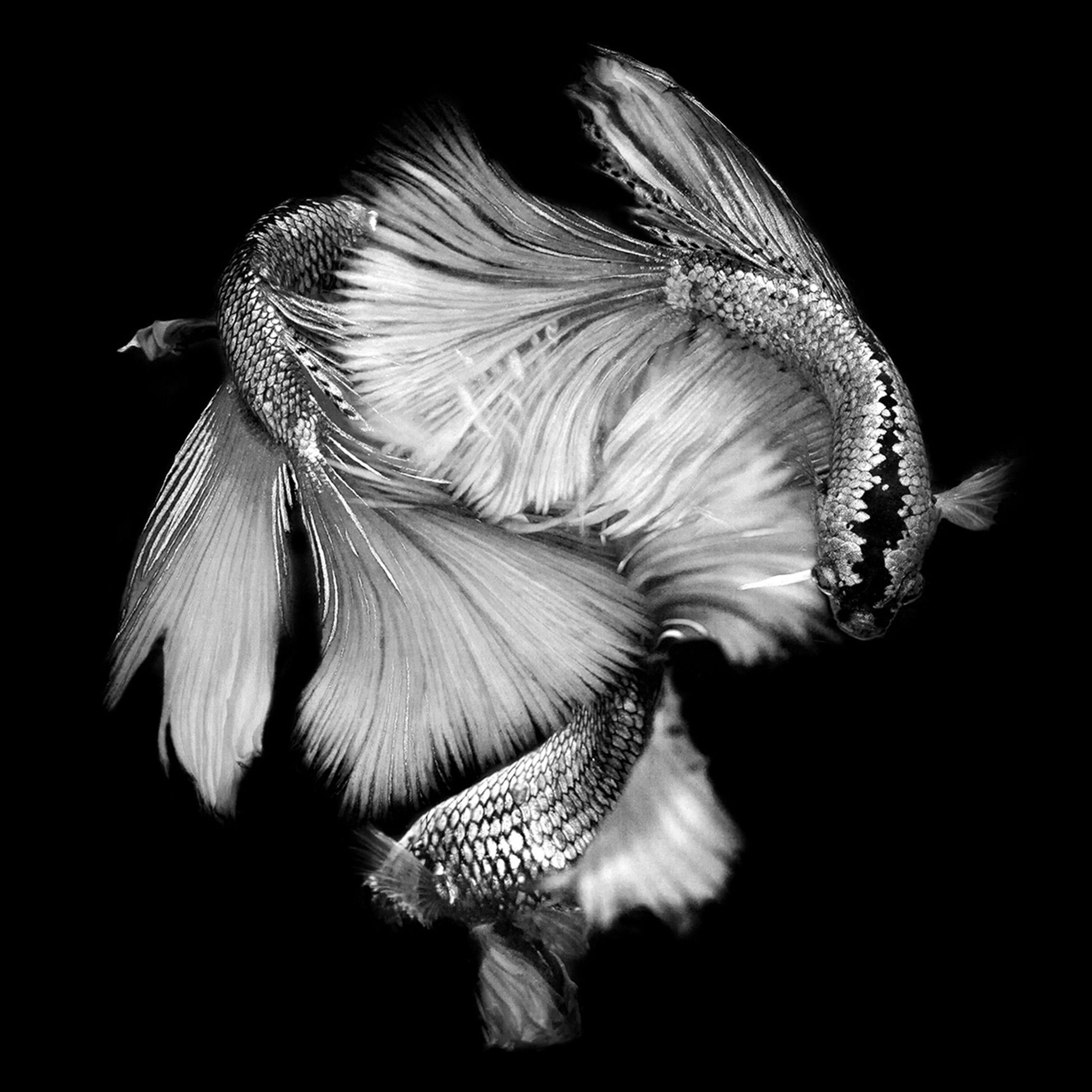 Michael Filonow, Betta BW 5 Michael Filonow, Betta BW 5