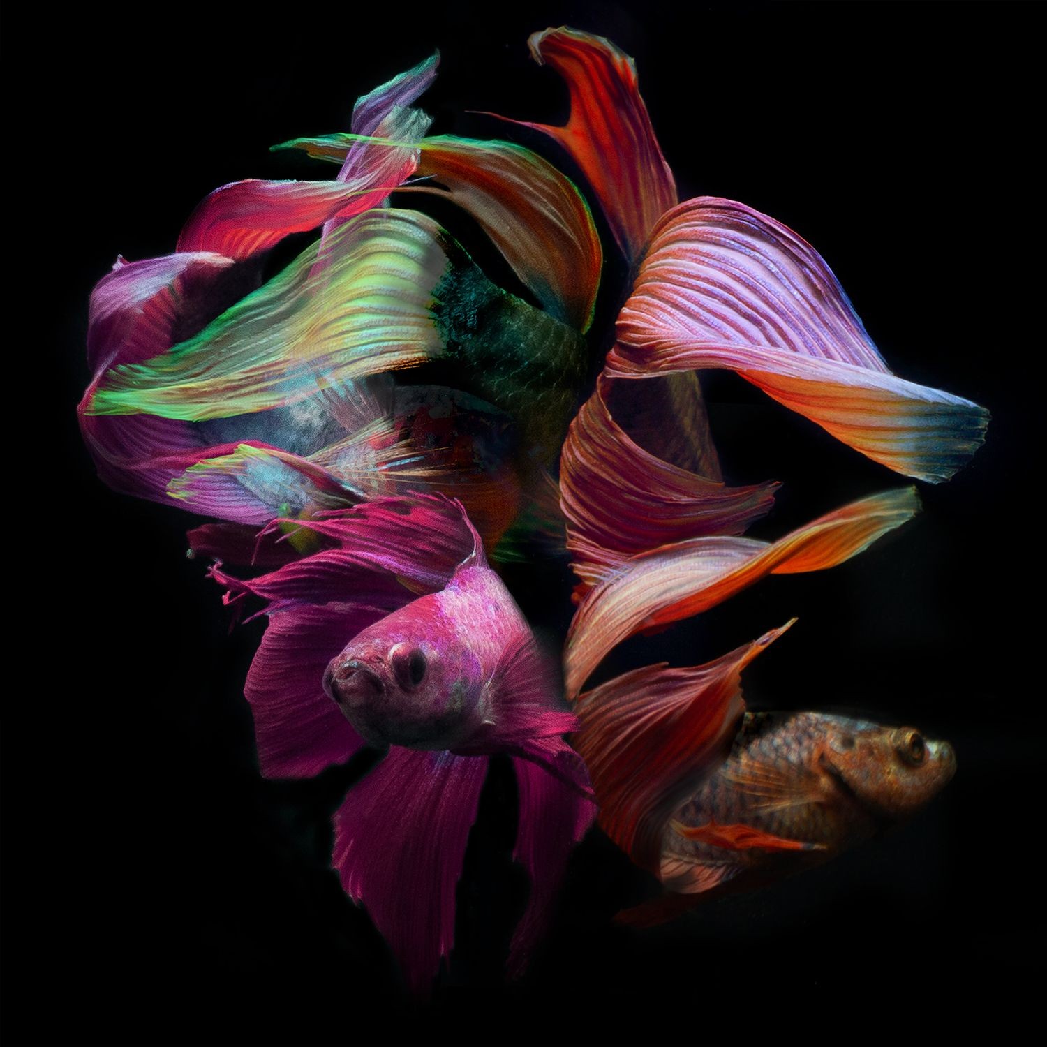 Michael Filonow, Betta Collage 11 Michael Filonow, Betta Collage 11