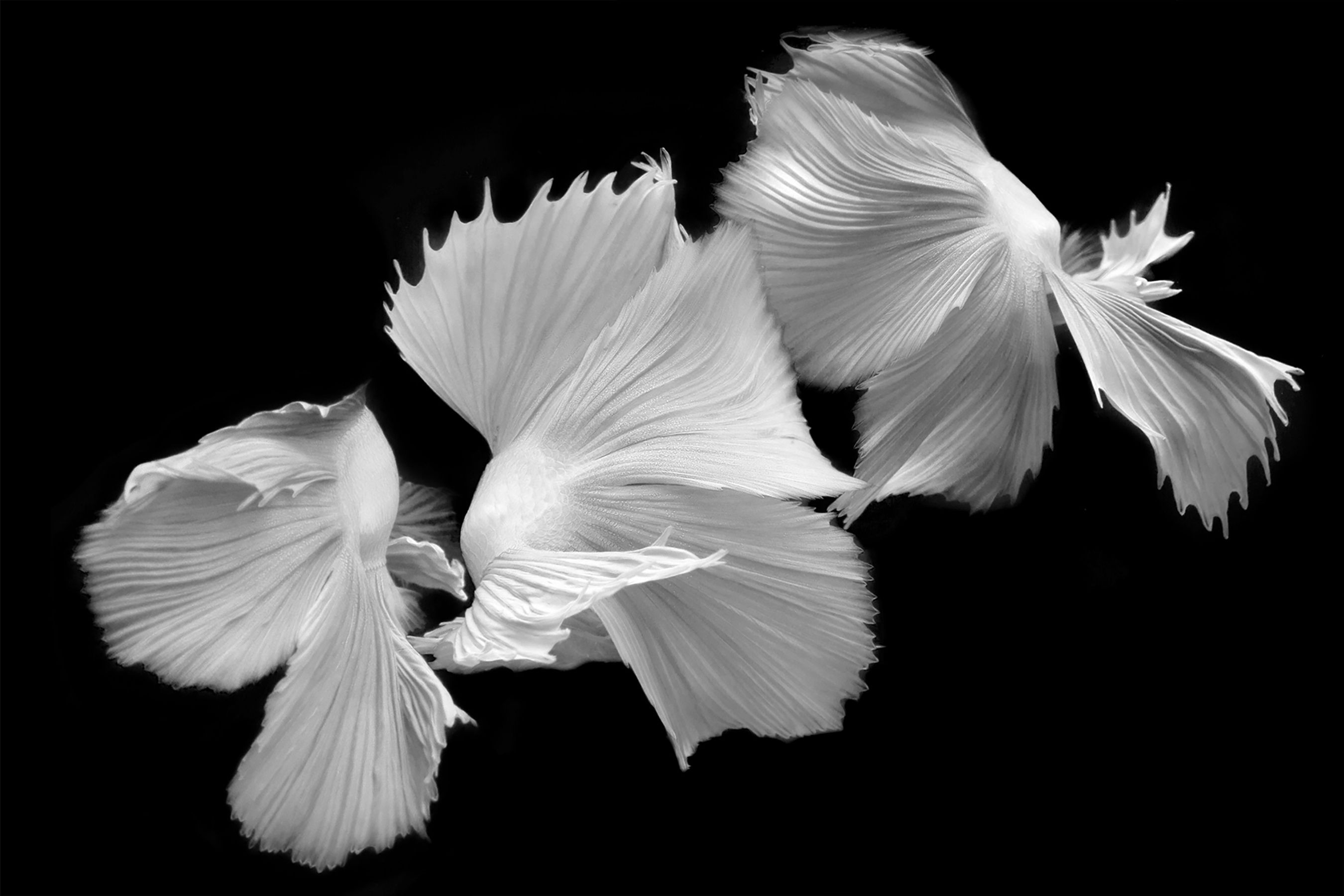 Michael Filonow, Betta BW 44 Michael Filonow, Betta BW 44