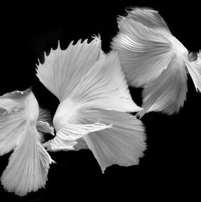 Fotografien, Betta BW 44, Michael Filonow