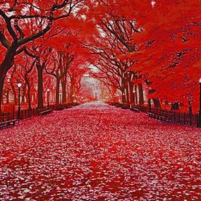 Photography, NYC - Central Park I, Jochen Cerny