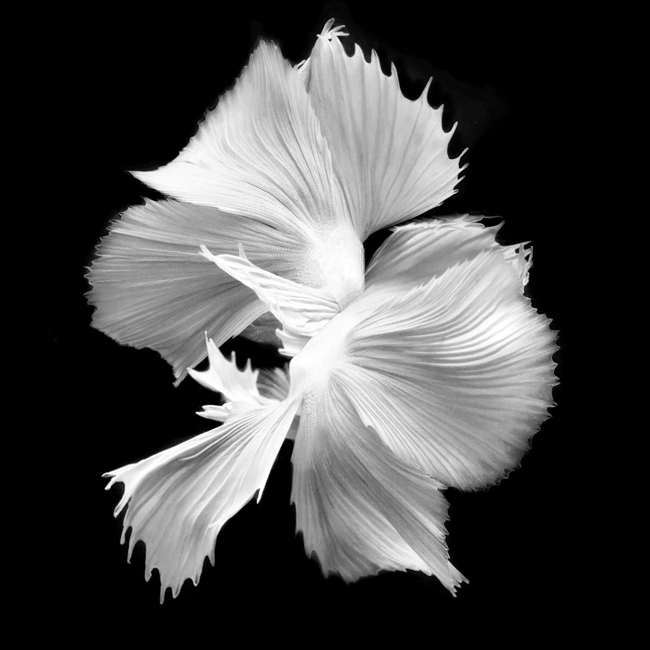 Michael Filonow, Betta BW 3 Michael Filonow, Betta BW 3