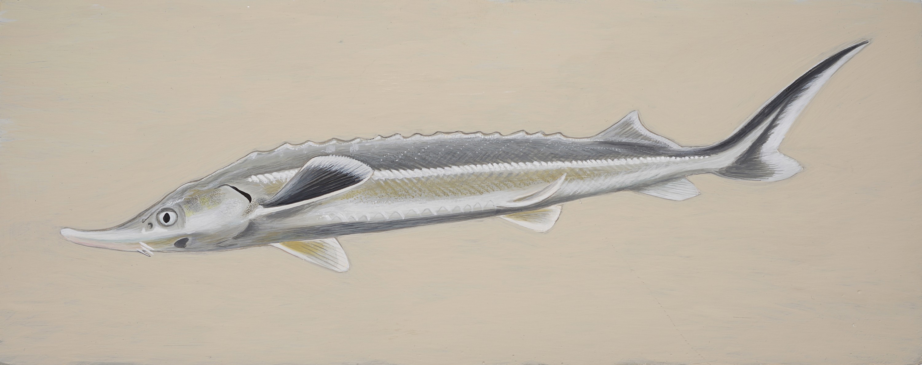 Lyuben Domozetski, Sterlet (Acipenser ruthenus) Lyuben Domozetski, Sterlet (Acipenser ruthenus)