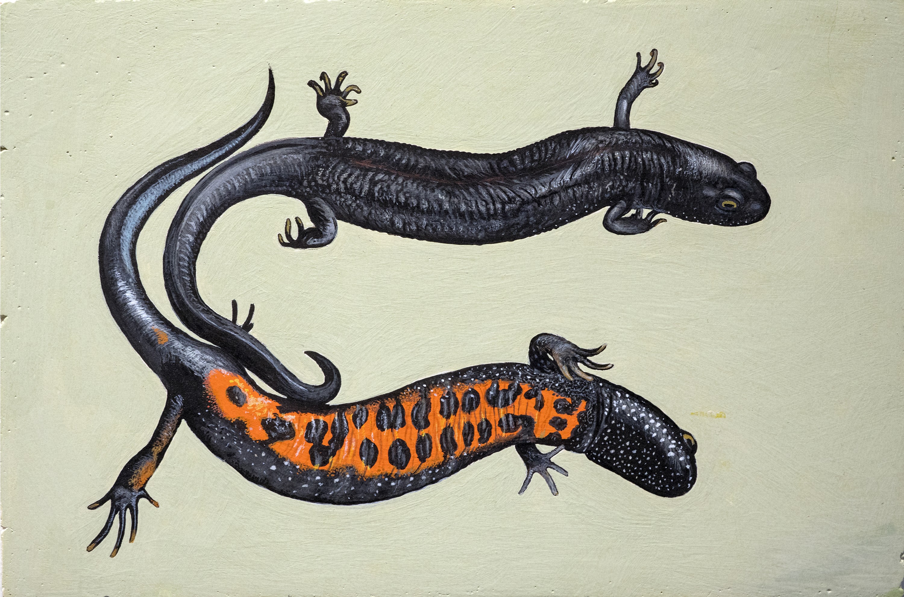 Lyuben Domozetski, Triturus dobrogicus Lyuben Domozetski, Triturus dobrogicus