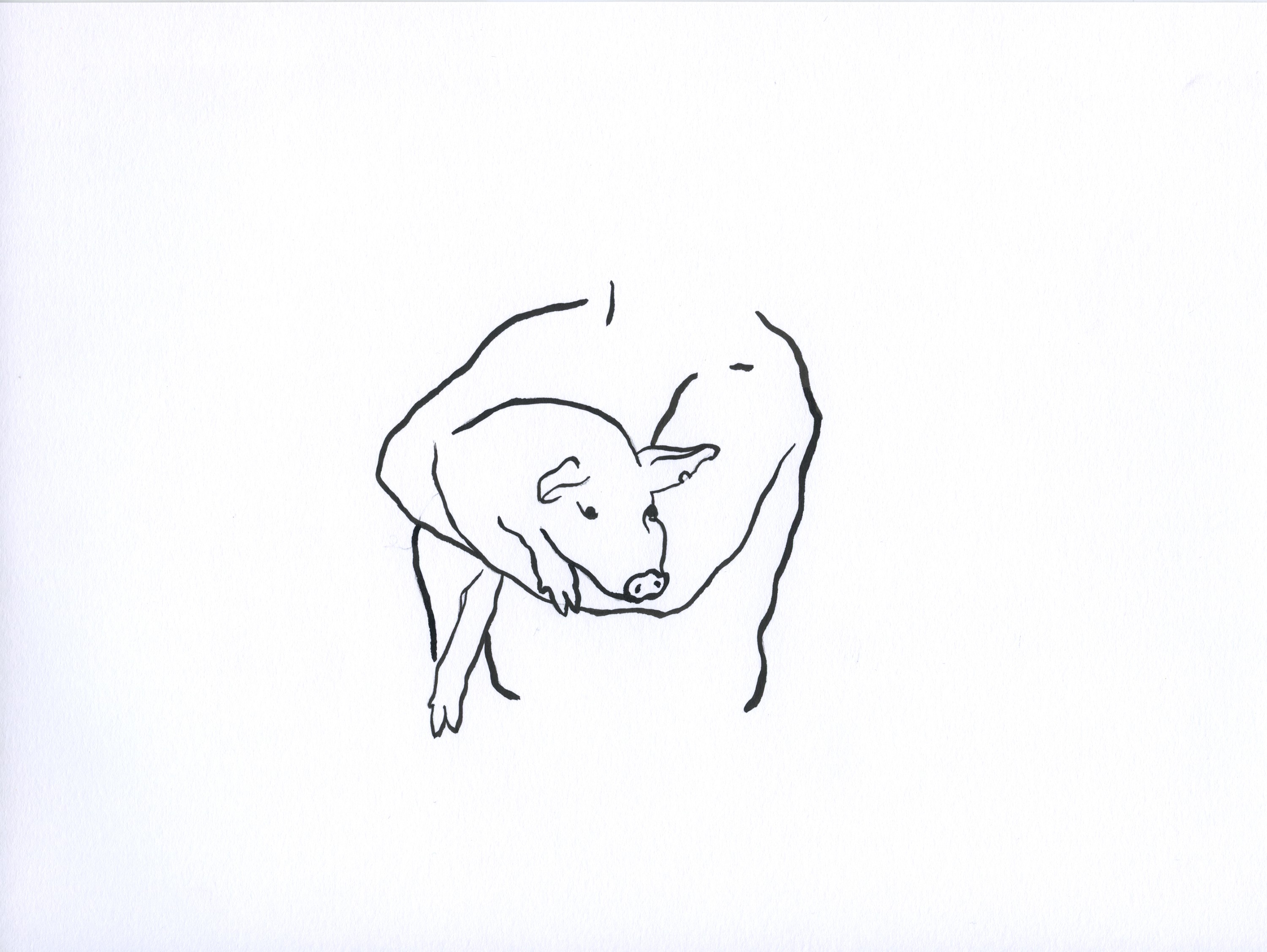 Nevelin Ivanov, If I had a pig, I would name it Nevo 9 Nevelin Ivanov, If I had a pig, I would name it Nevo 9