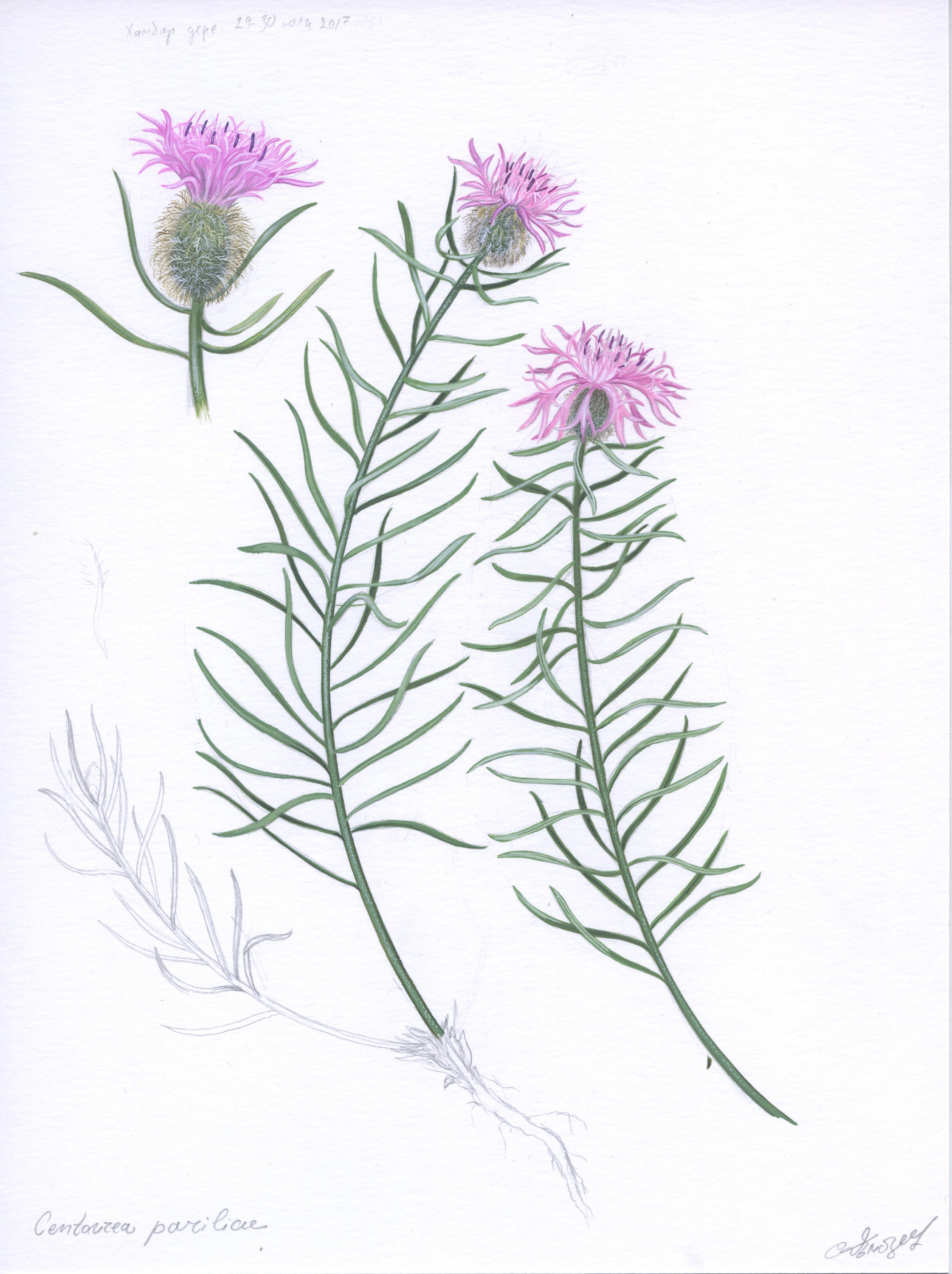 Lyuben Domozetski, Centaurea parilica Lyuben Domozetski, Centaurea parilica