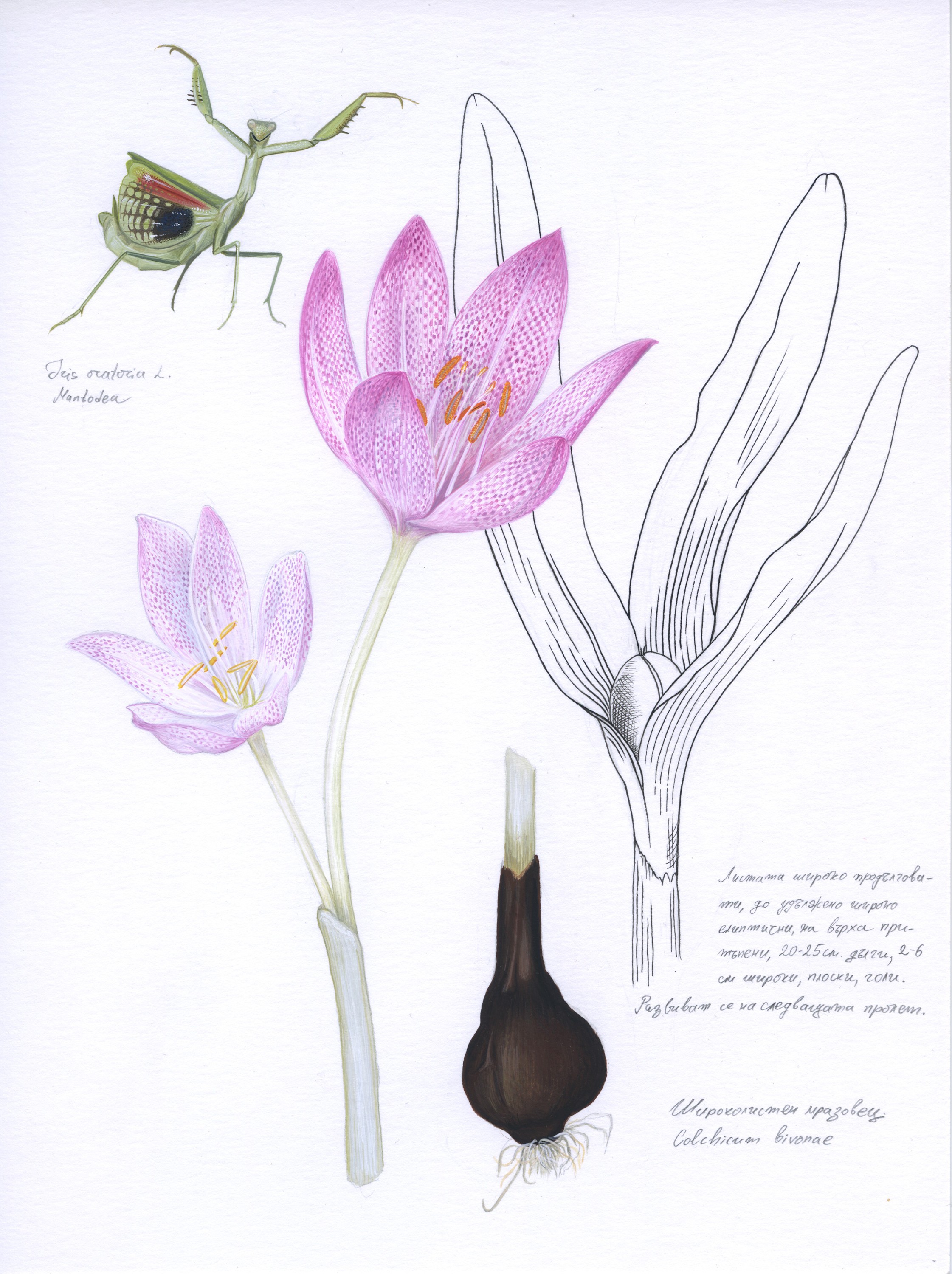 Lyuben Domozetski, Colchicum bivonae with praying mantis (Iris oratoria) Lyuben Domozetski, Colchicum bivonae with praying mantis (Iris oratoria)