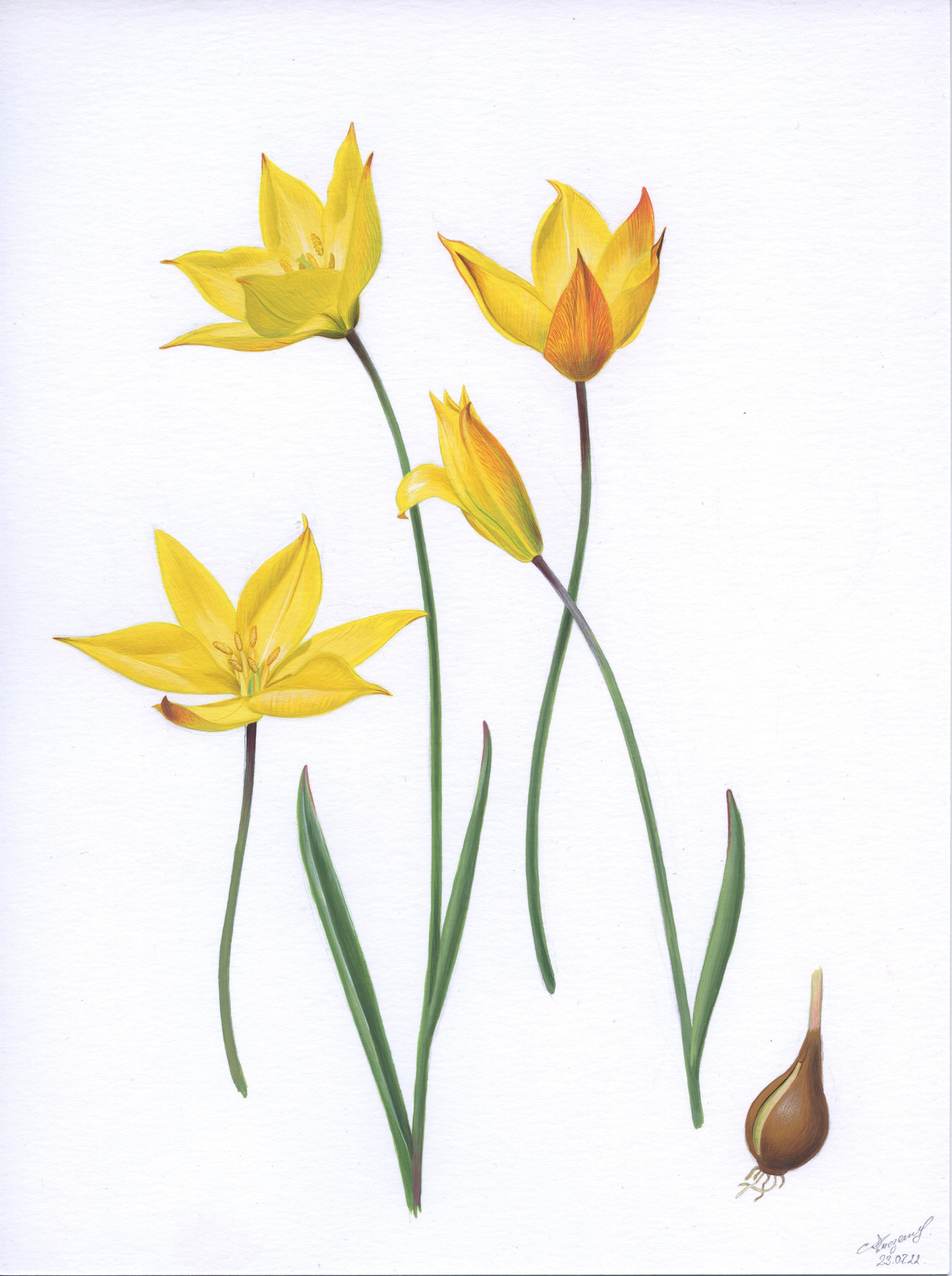 Lyuben Domozetski, Tulipa australis Lyuben Domozetski, Tulipa australis