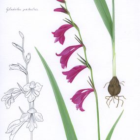 Painting, Gladiolus palustris, Lyuben Domozetski