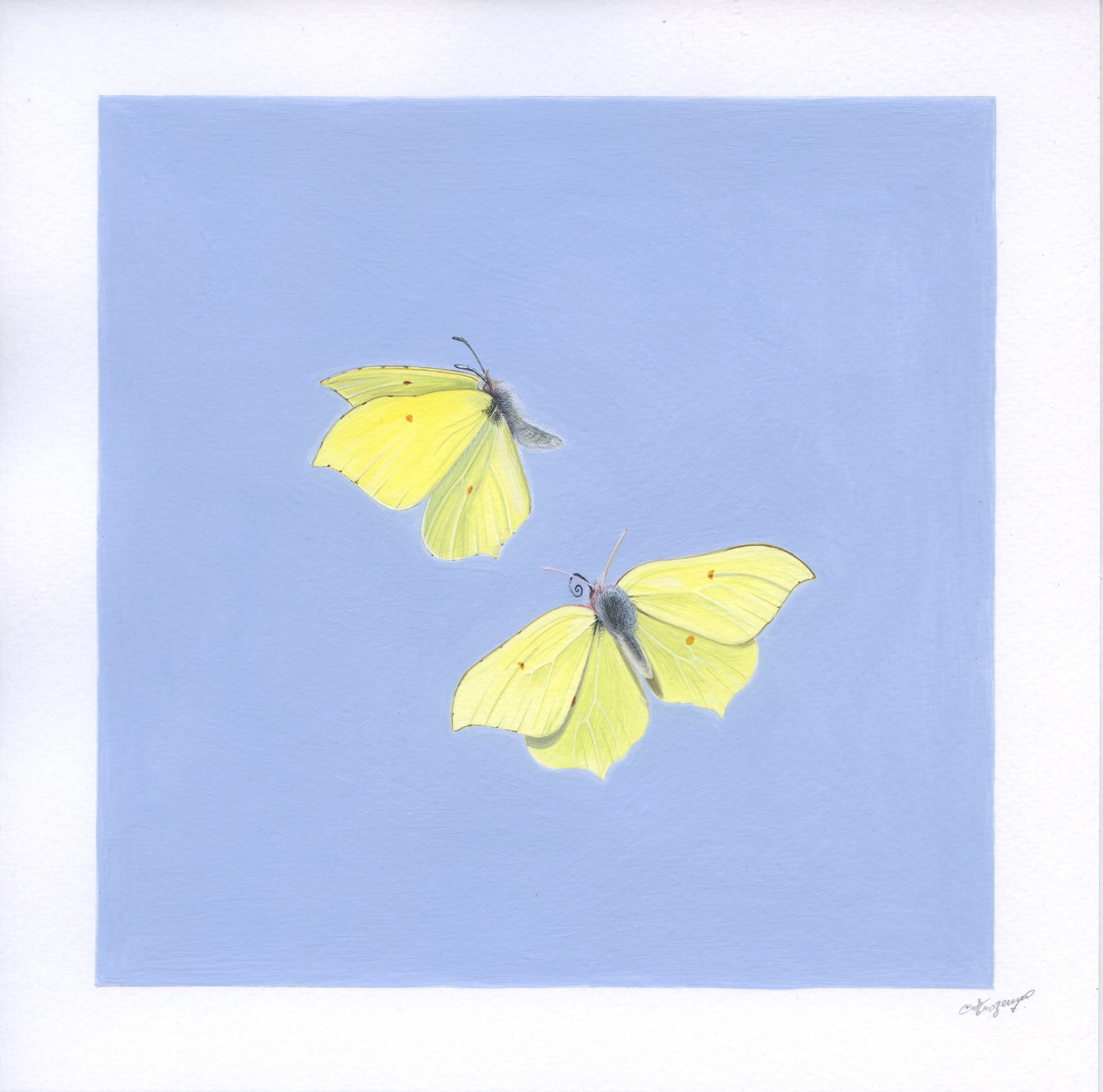 Lyuben Domozetski, Gonepteryx rhamni Lyuben Domozetski, Gonepteryx rhamni