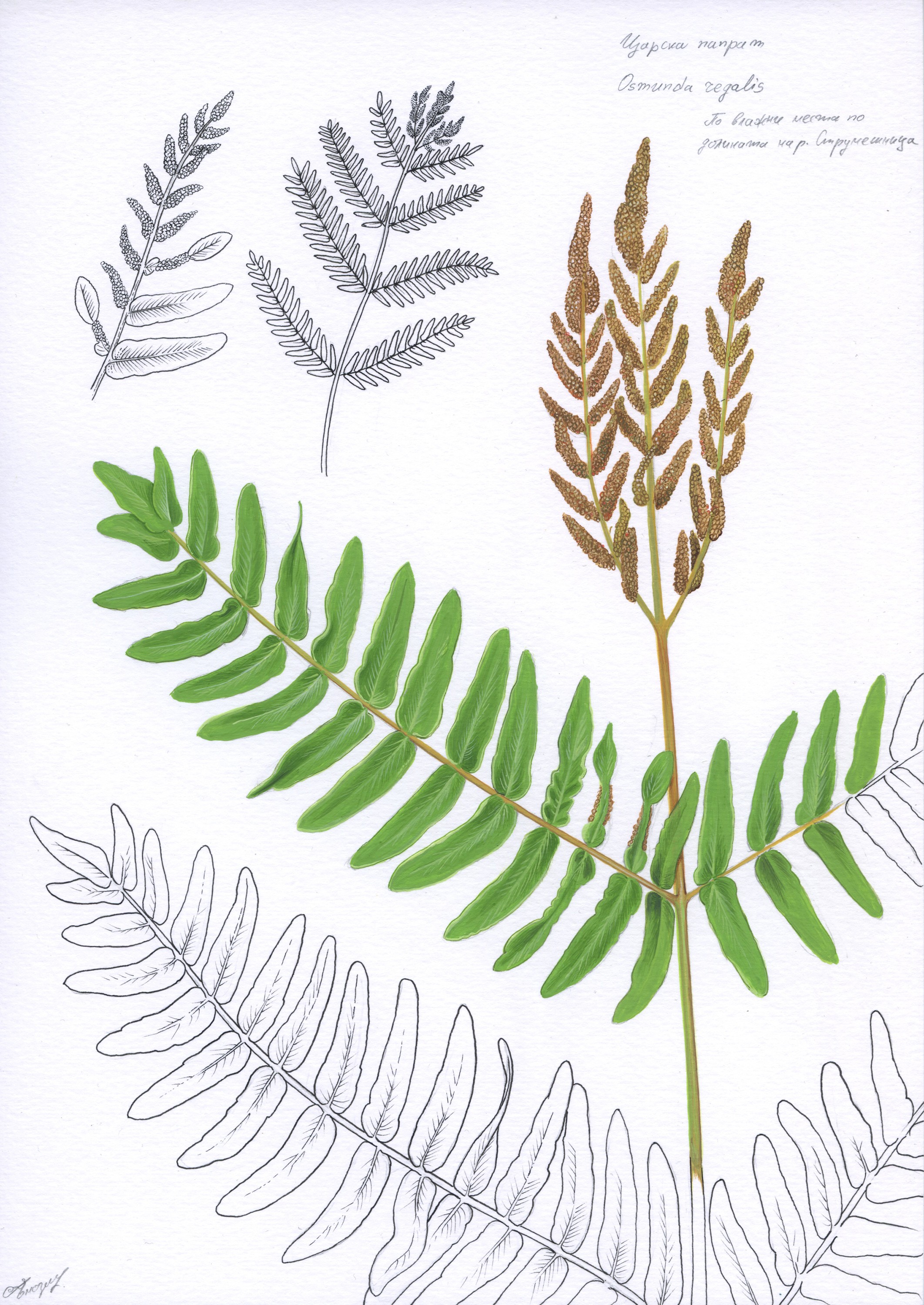 Lyuben Domozetski, Osmunda regalis Lyuben Domozetski, Osmunda regalis