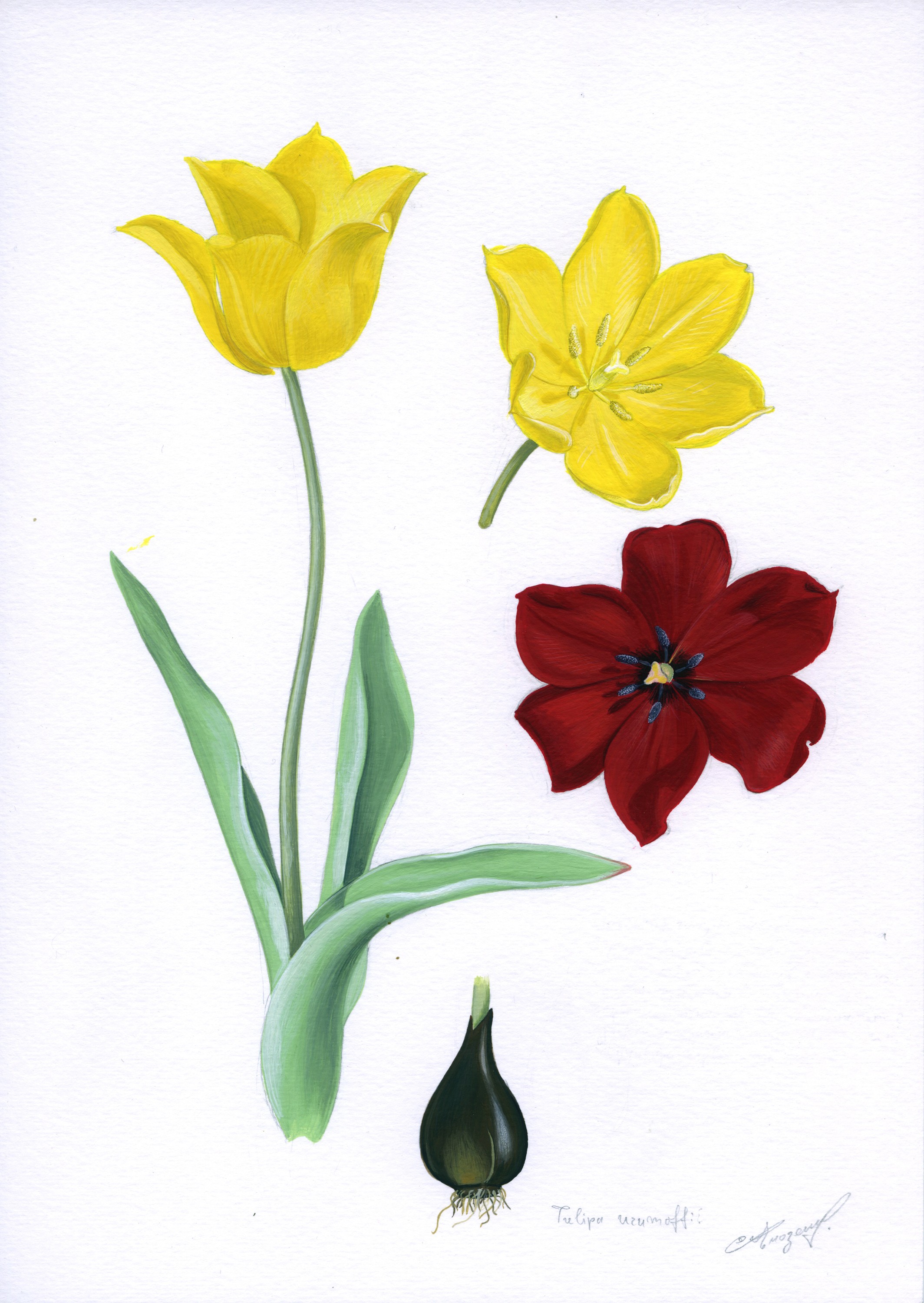 Lyuben Domozetski, Tulipa Uromoffii Lyuben Domozetski, Tulipa Uromoffii