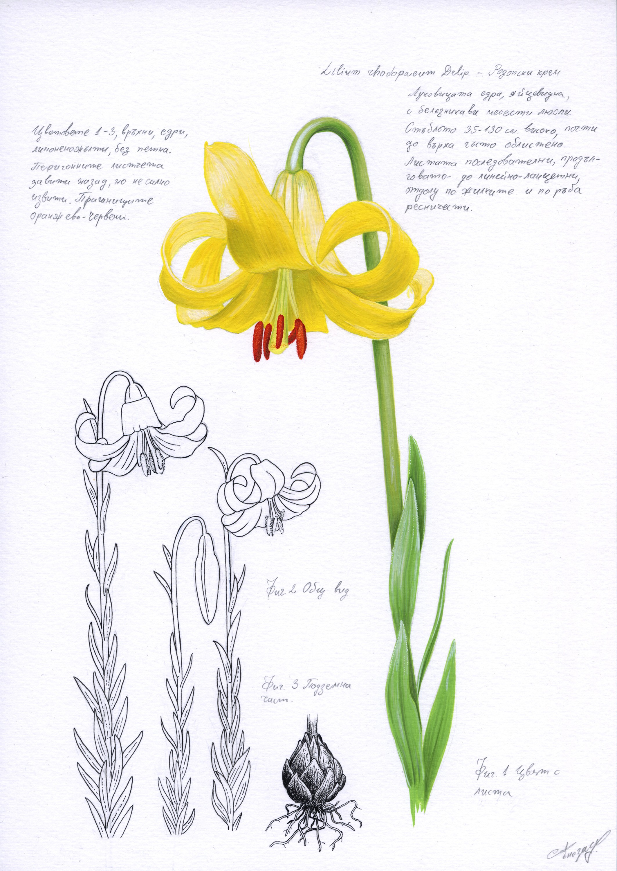 Lyuben Domozetski, Lilium rhodopaeum Lyuben Domozetski, Lilium rhodopaeum