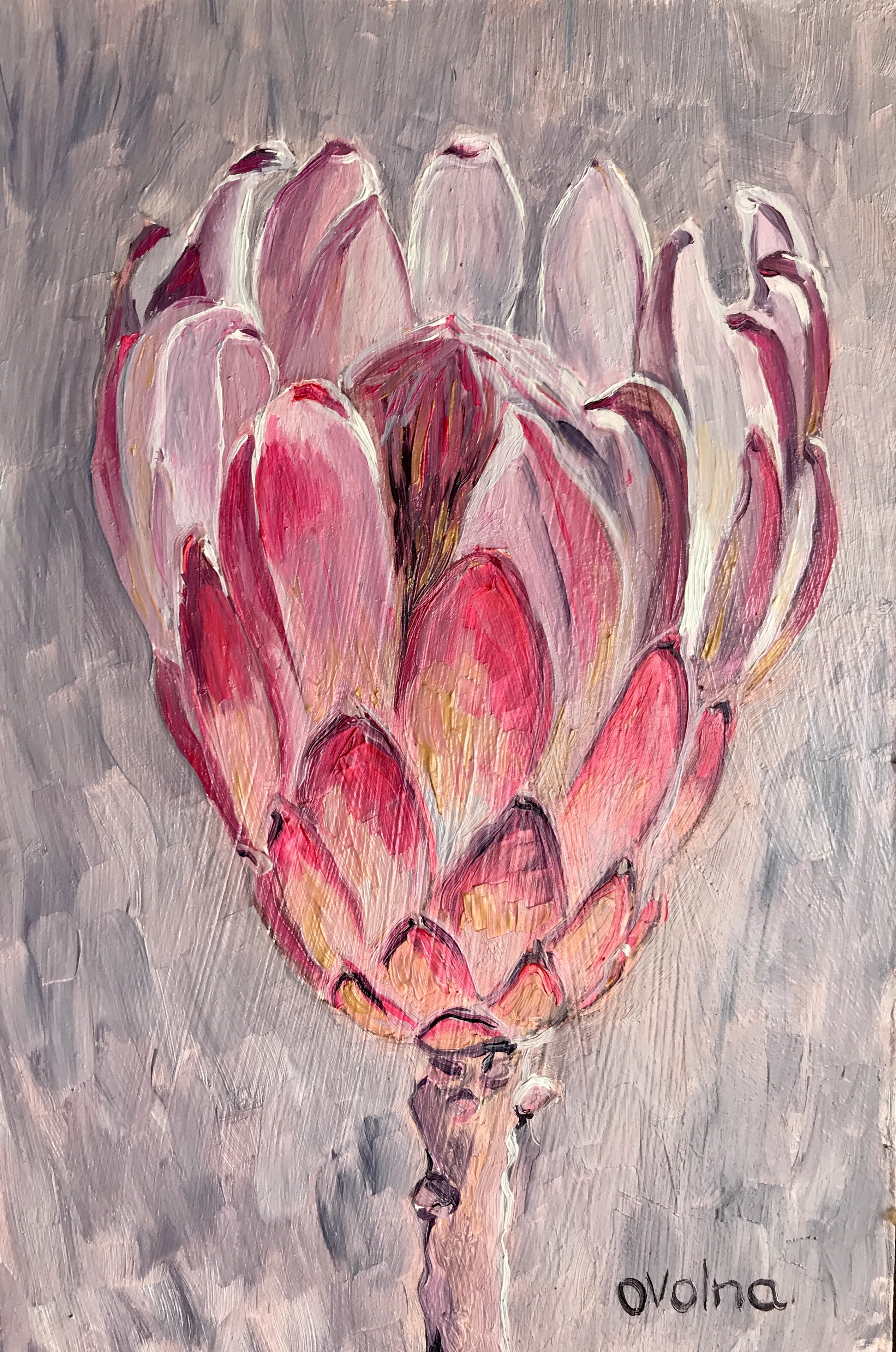 Olga Volna, Silver protea Olga Volna, Silver protea