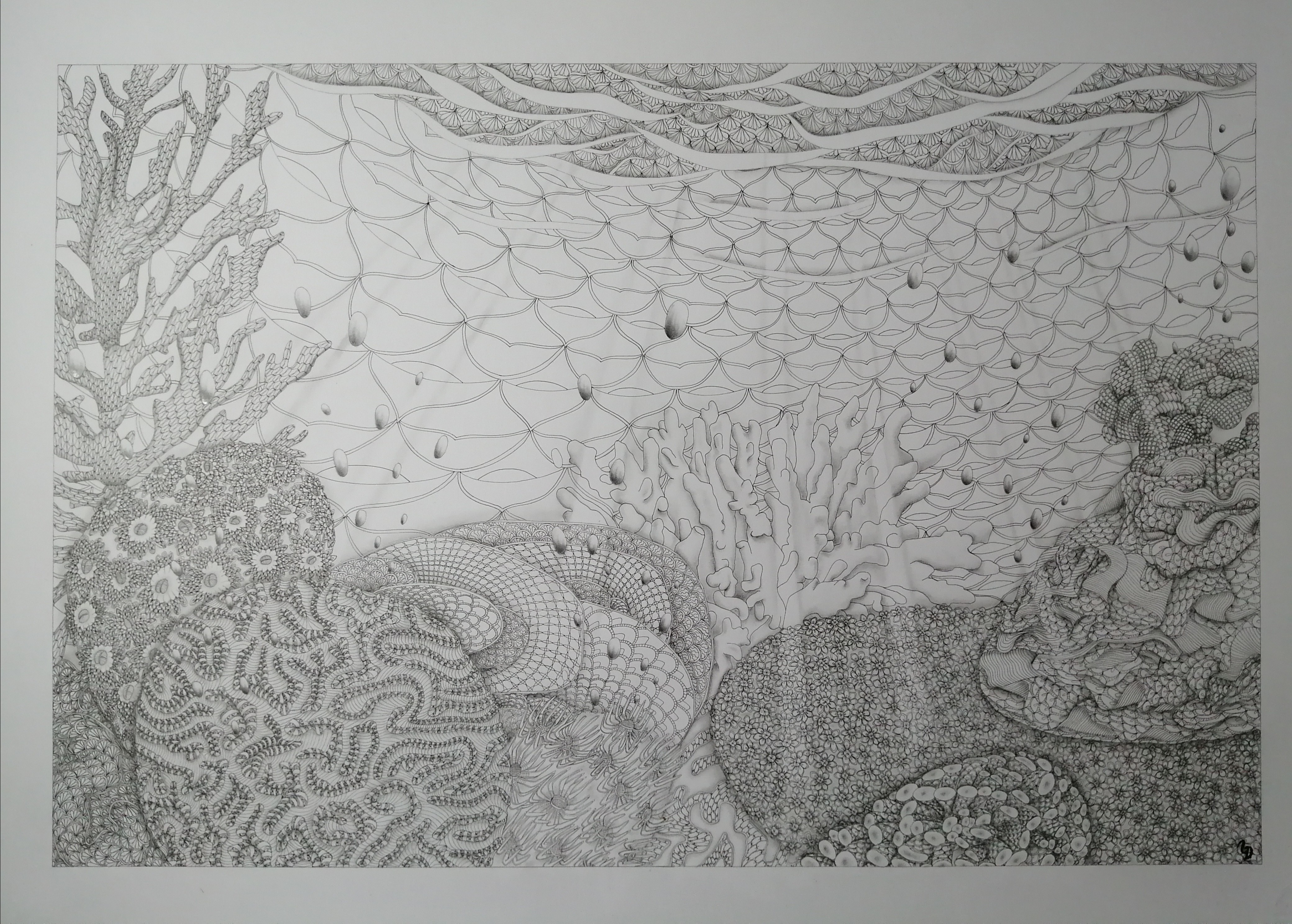 Ledentelier, Corail Ledentelier, Corail