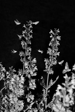 The Feast (small), Elena Helfrecht