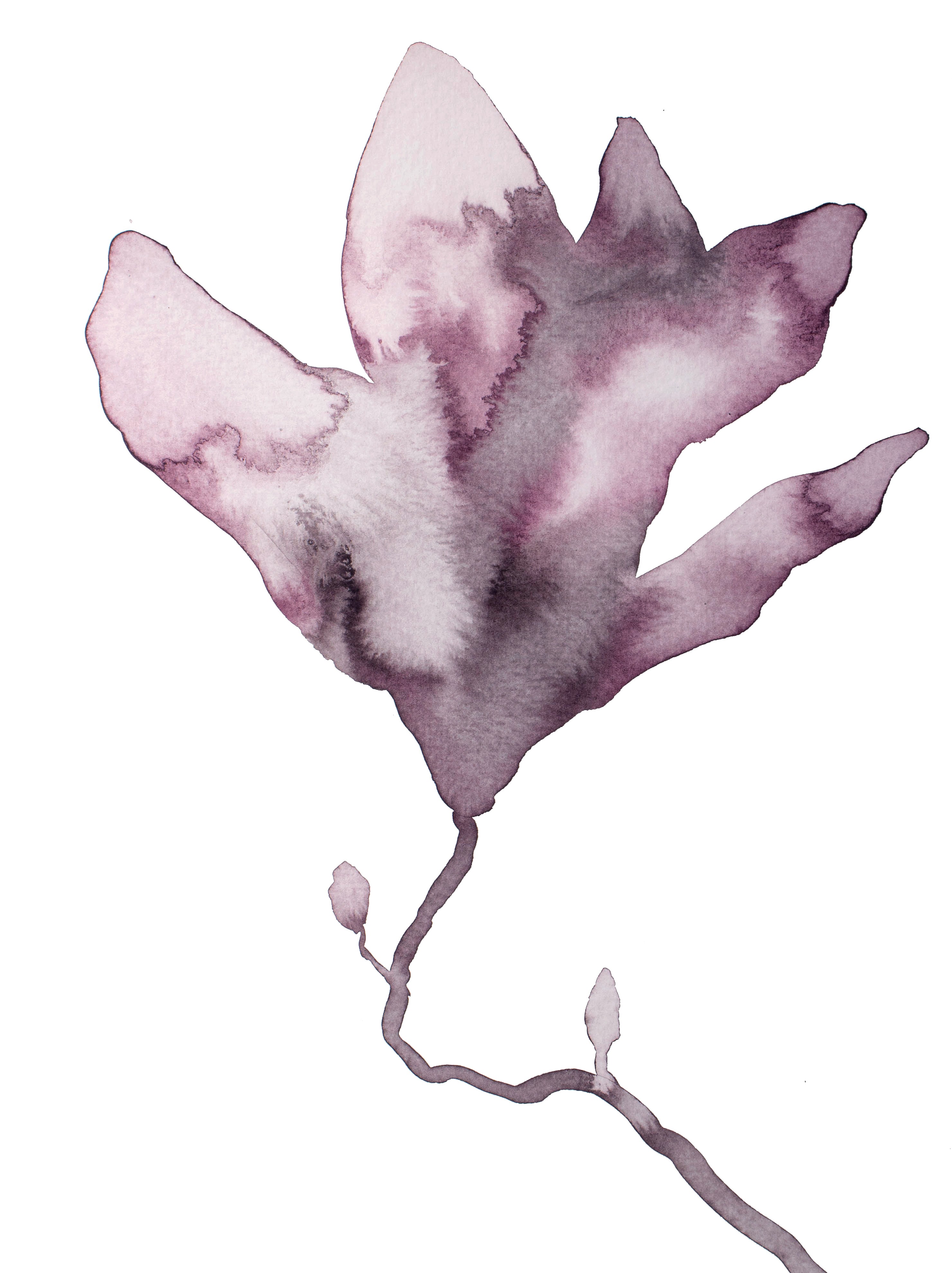 Elizabeth Becker, Magnolia No. 59 Elizabeth Becker, Magnolia No. 59