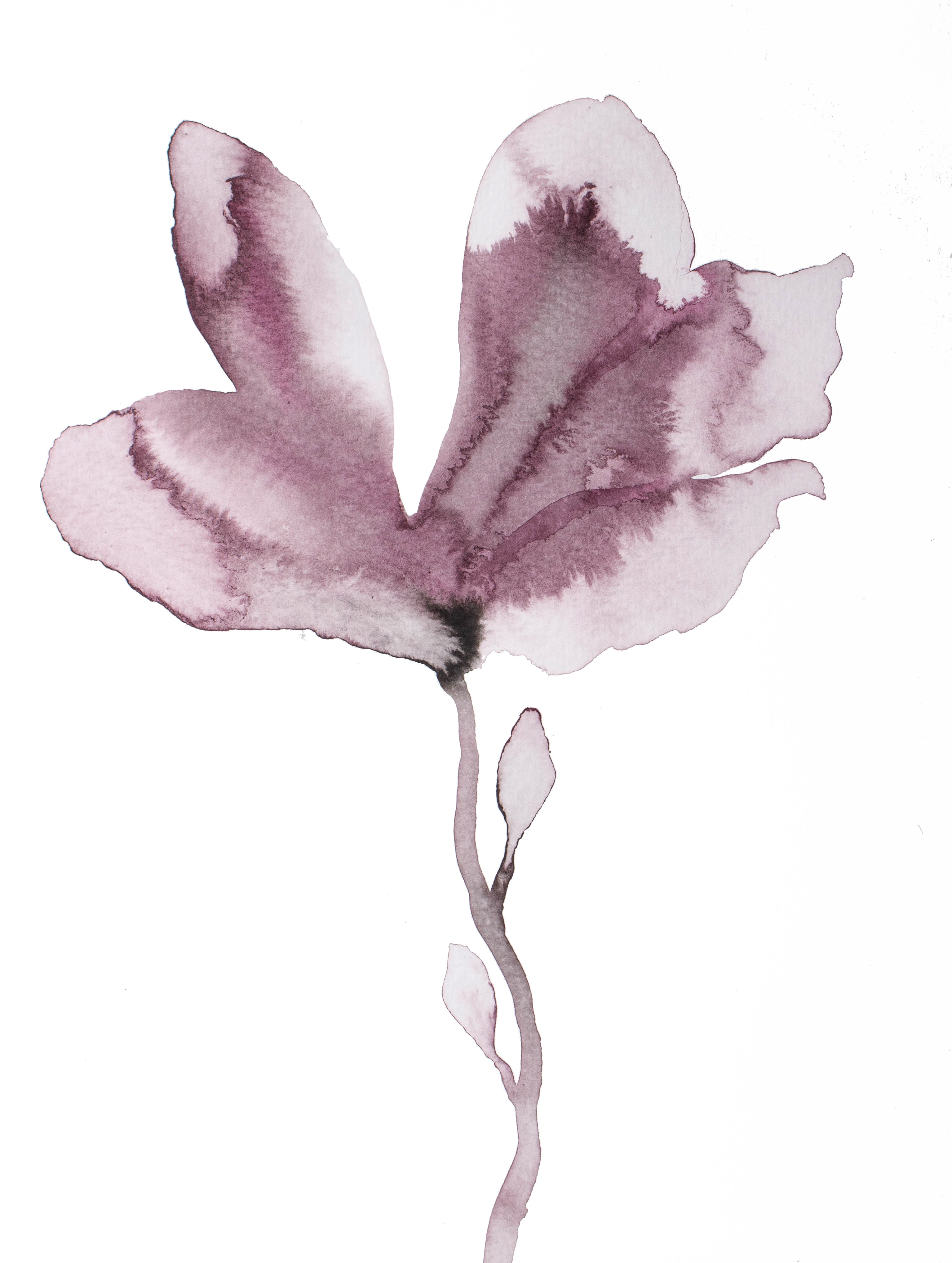 Elizabeth Becker, Magnolia No. 61 Elizabeth Becker, Magnolia No. 61