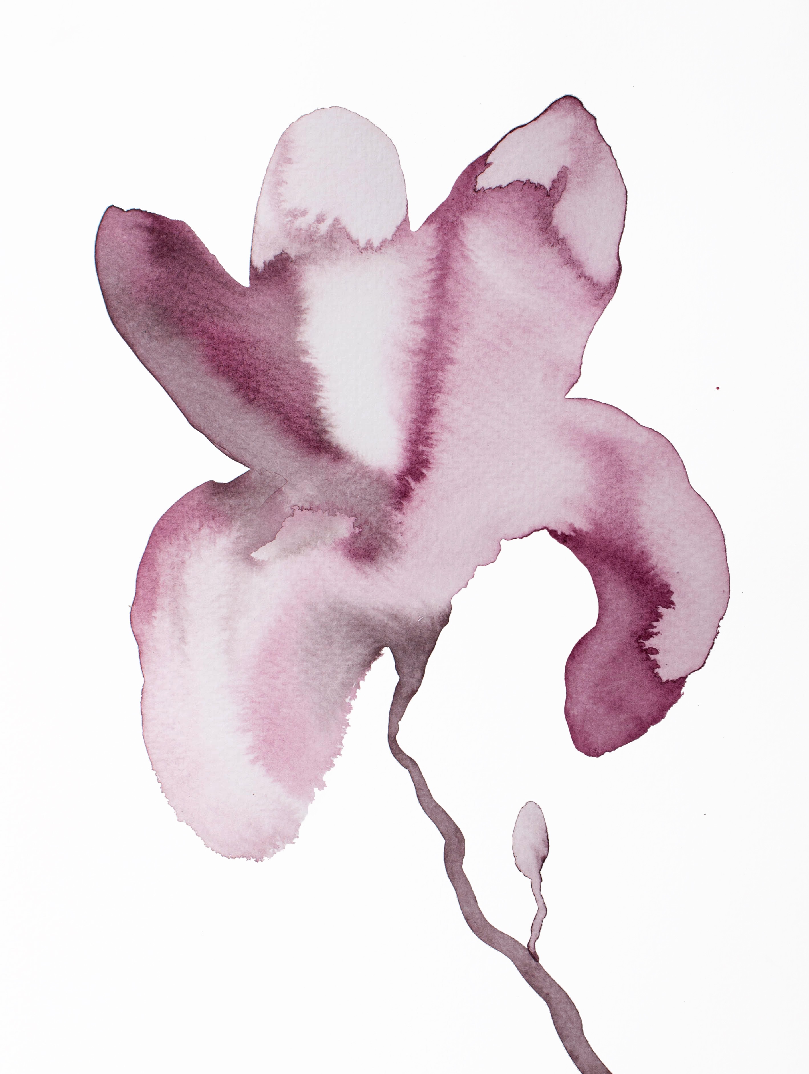 Elizabeth Becker, Magnolia No. 62 Elizabeth Becker, Magnolia No. 62