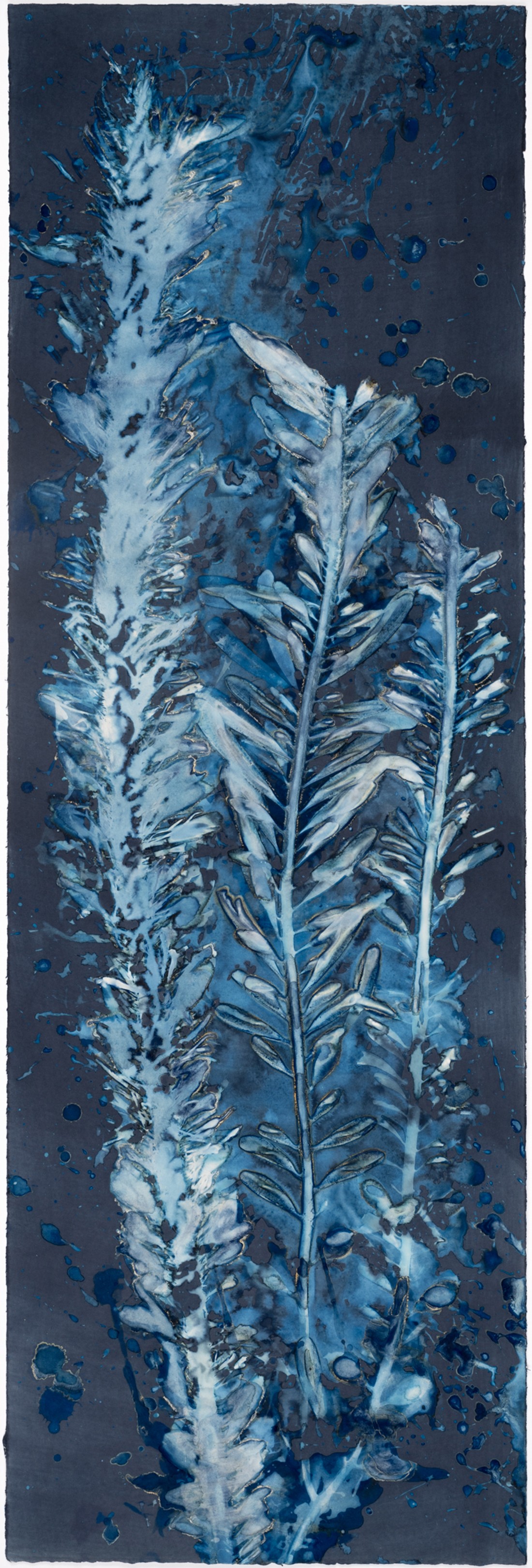Paola Dávila, Laminariales III Paola Dávila, Laminariales III