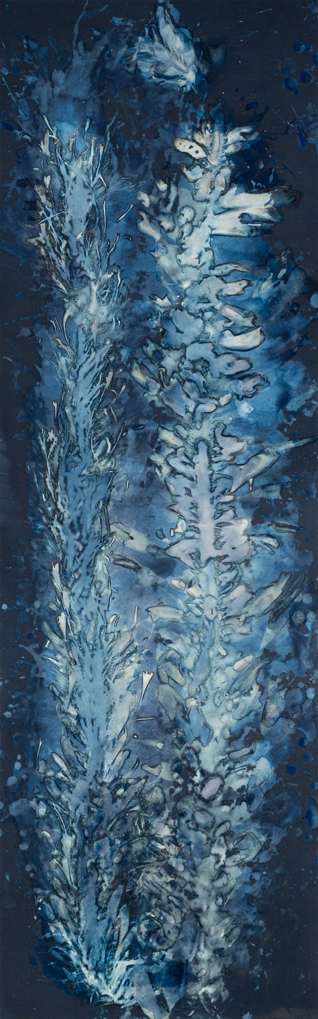 Paola Dávila, Laminariales VIII. From the series Bosque. Cyanotype Photograph Paola Dávila, Laminariales VIII. From the series Bosque. Cyanotype Photograph