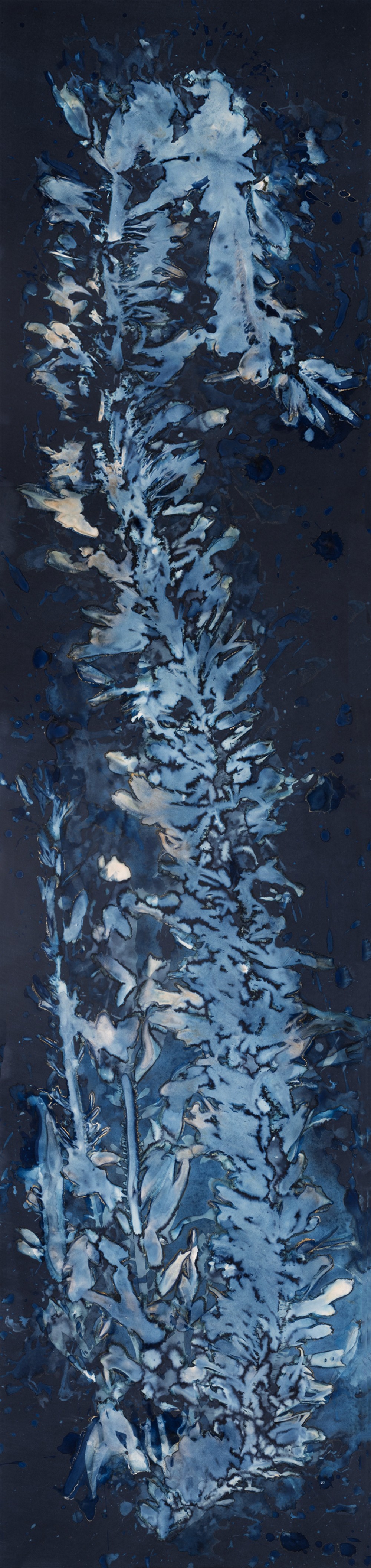 Paola Dávila, Laminariales XIII. From the series Bosque. Cyanotype Artwork Paola Dávila, Laminariales XIII. From the series Bosque. Cyanotype Artwork