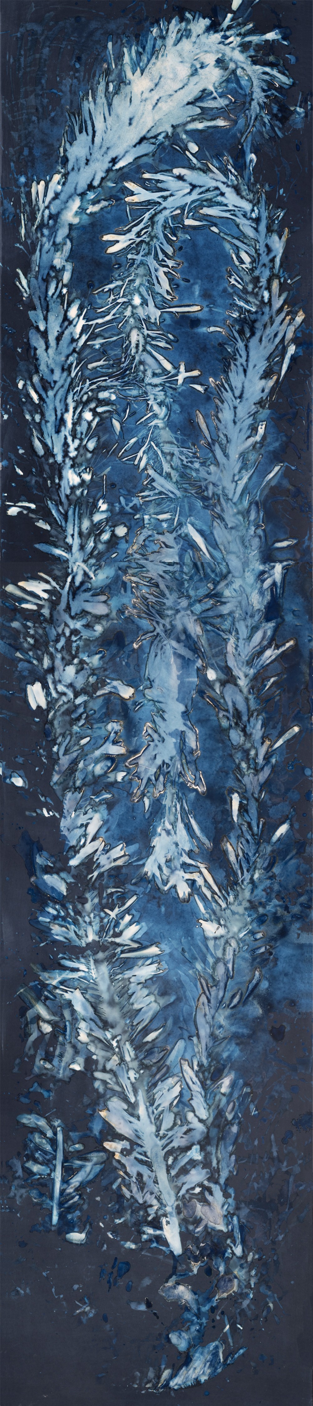 Paola Dávila, Laminariales XVIII Cyanotype photographs. Paola Dávila, Laminariales XVIII Cyanotype photographs.