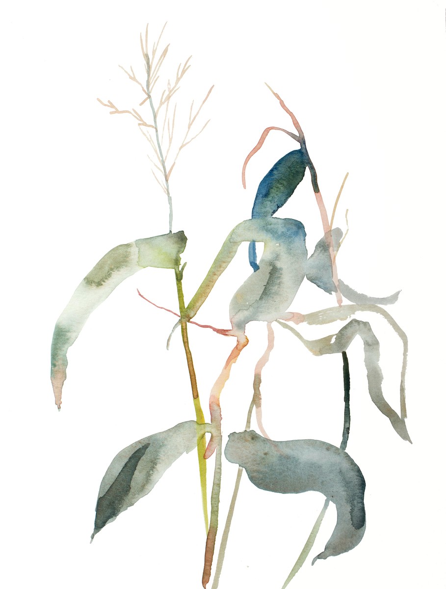 Elizabeth Becker, Grass study no. 12 Elizabeth Becker, Grass study no. 12