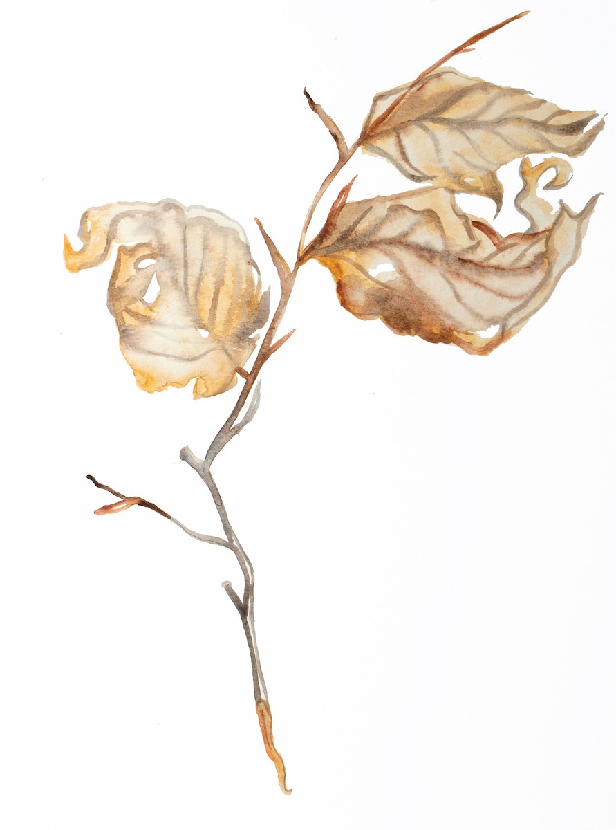 Elizabeth Becker, Leaf study Elizabeth Becker, Leaf study
