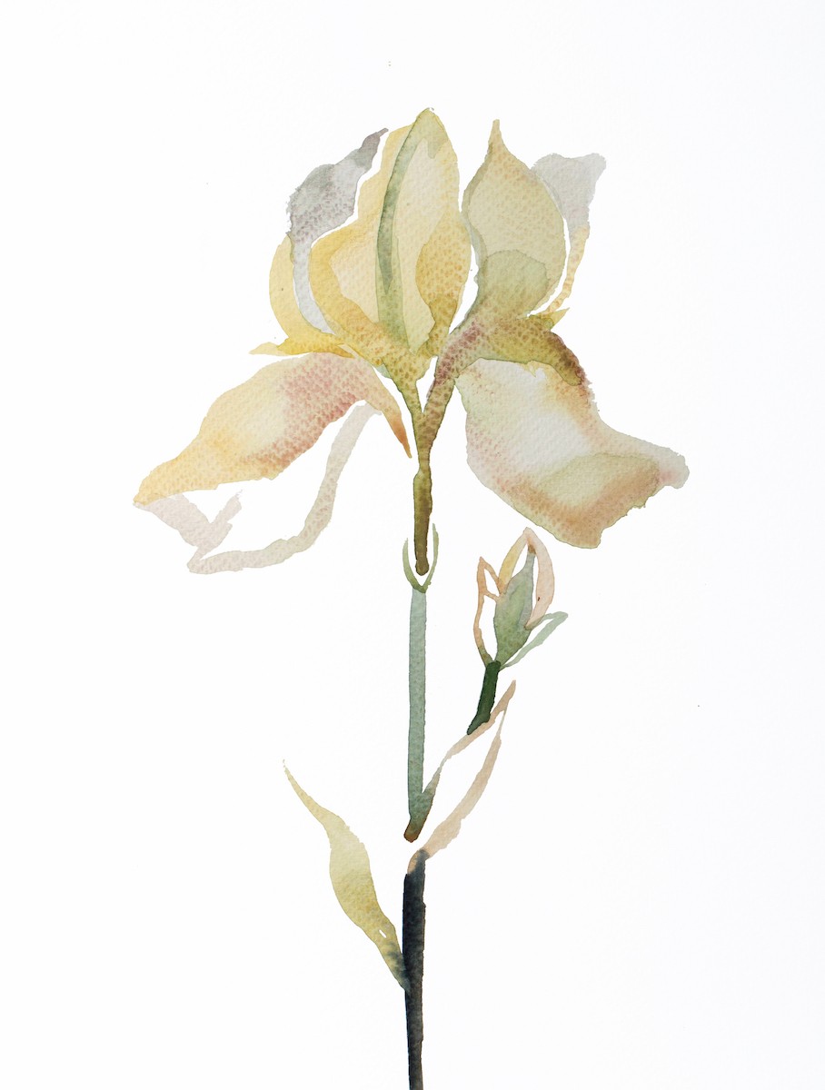 Elizabeth Becker, Iris No. 185 Elizabeth Becker, Iris No. 185