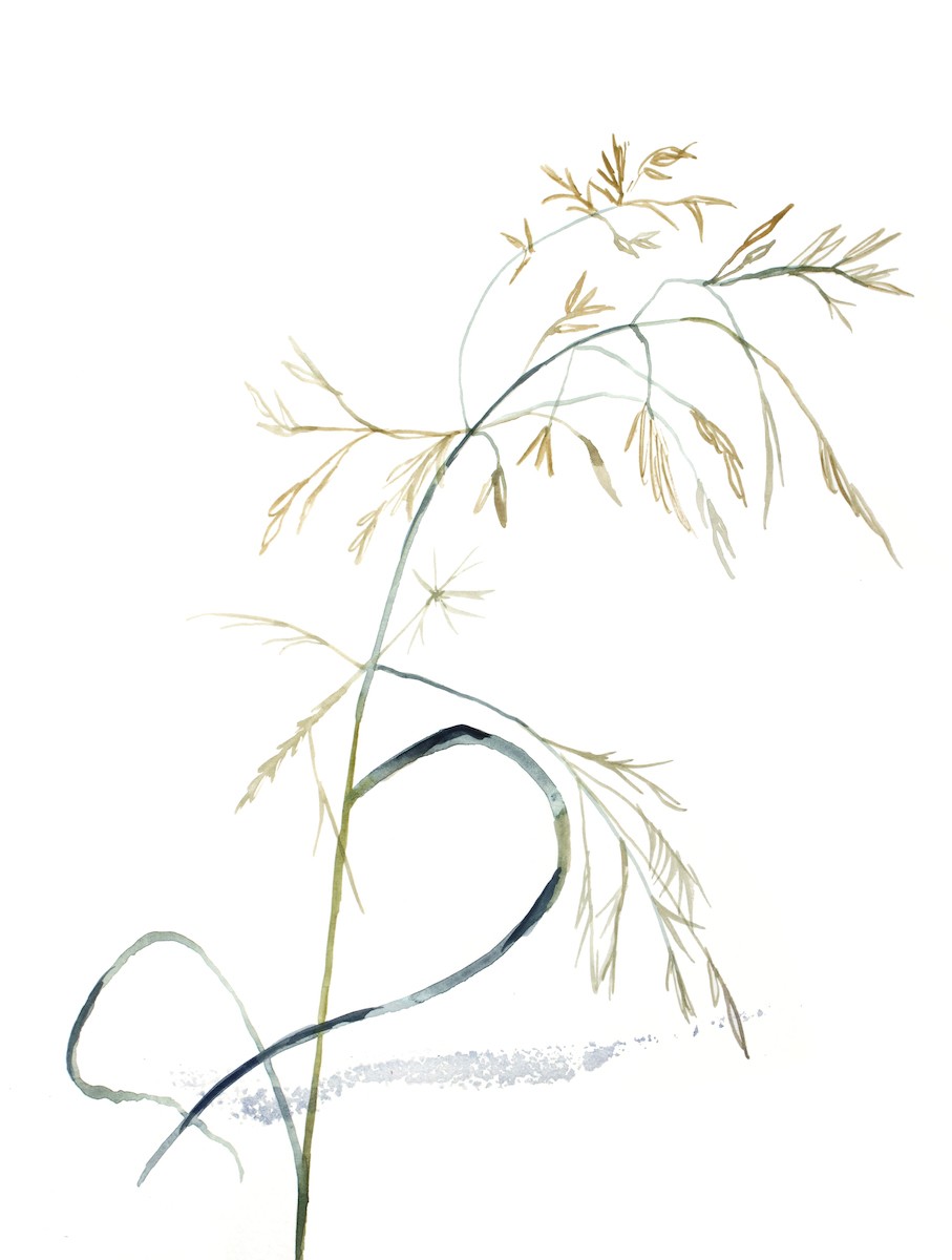 Elizabeth Becker, Grass Study No. 13 Elizabeth Becker, Grass Study No. 13