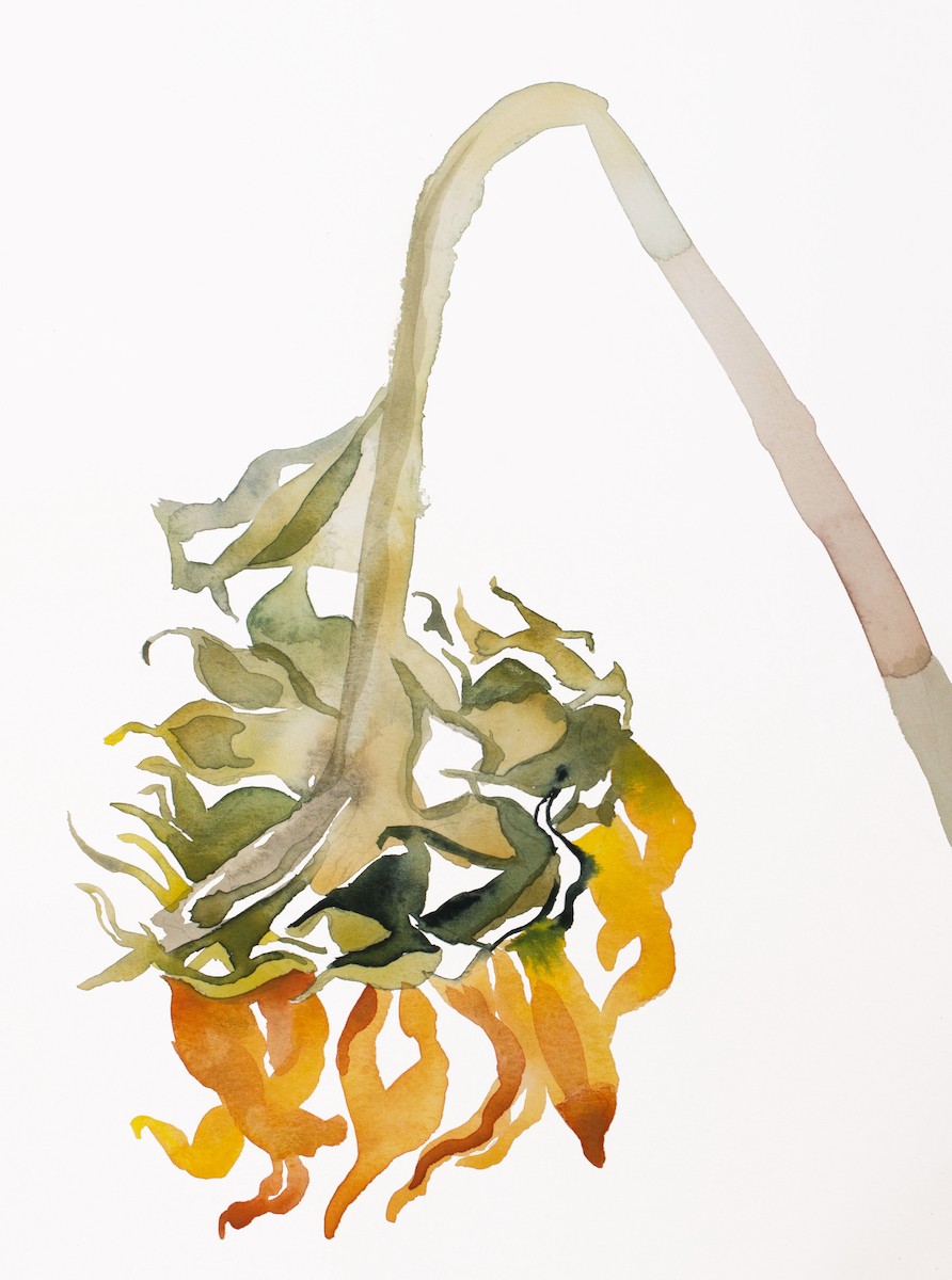 Elizabeth Becker, Sunflower No. 2 Elizabeth Becker, Sunflower No. 2