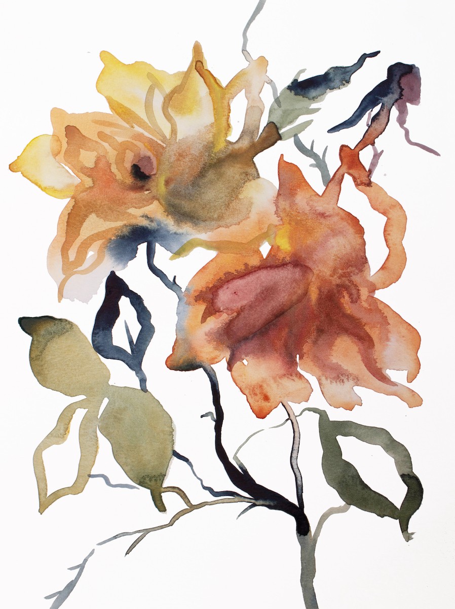 Elizabeth Becker, Rose study no. 69 Elizabeth Becker, Rose study no. 69
