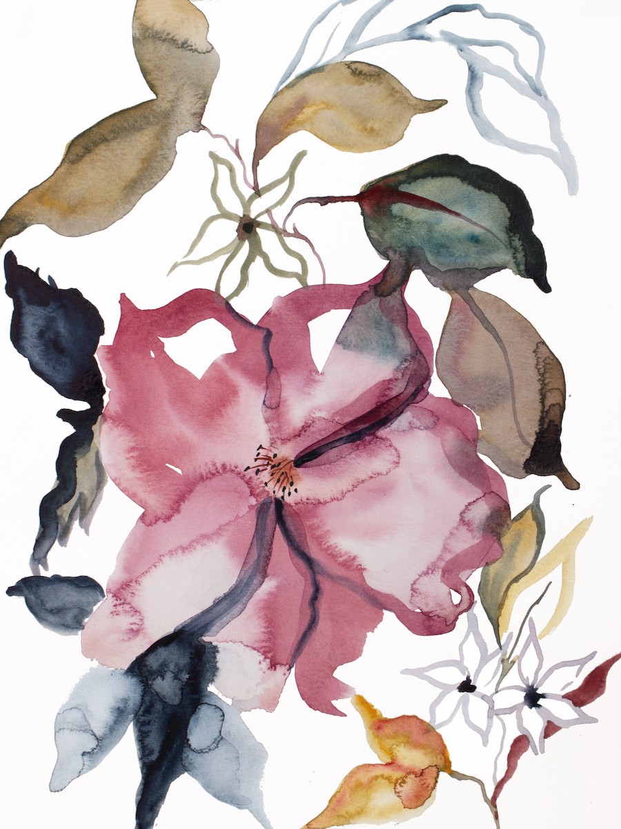 Elizabeth Becker, Rose study no. 70 Elizabeth Becker, Rose study no. 70