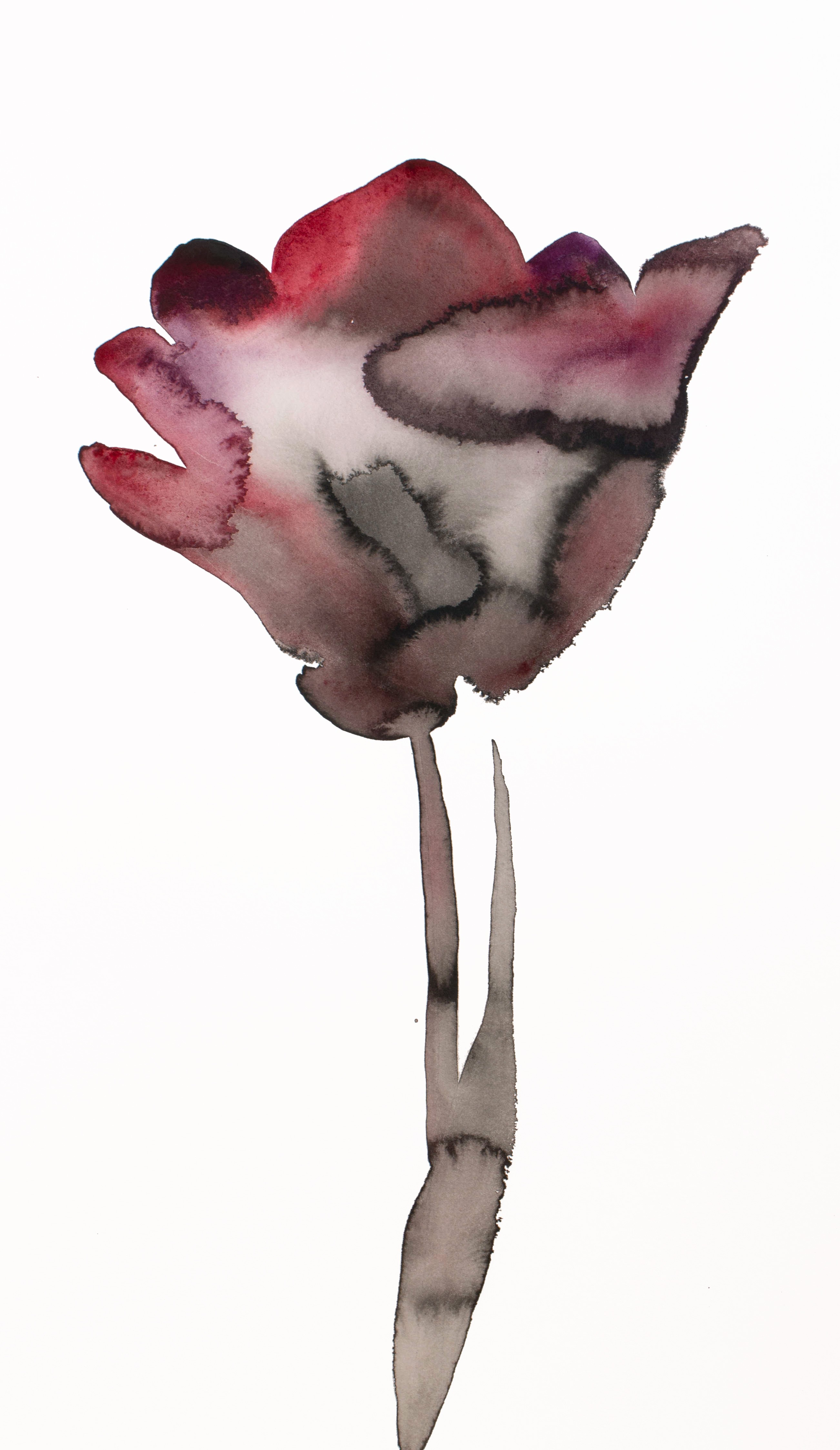 Elizabeth Becker, Tulip Elizabeth Becker, Tulip