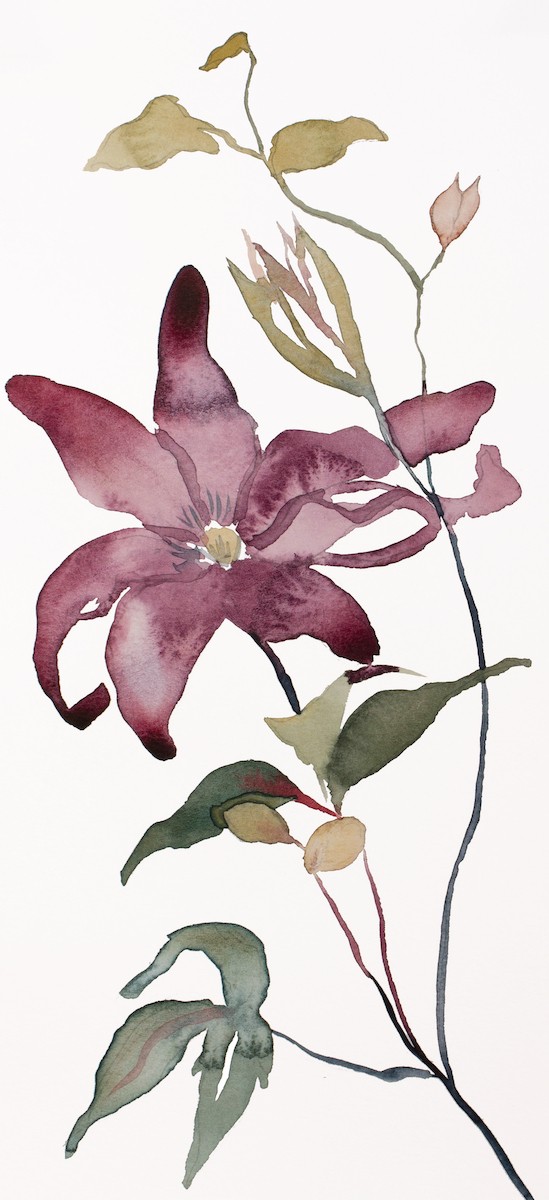 Elizabeth Becker, Clematis No. 2 Elizabeth Becker, Clematis No. 2