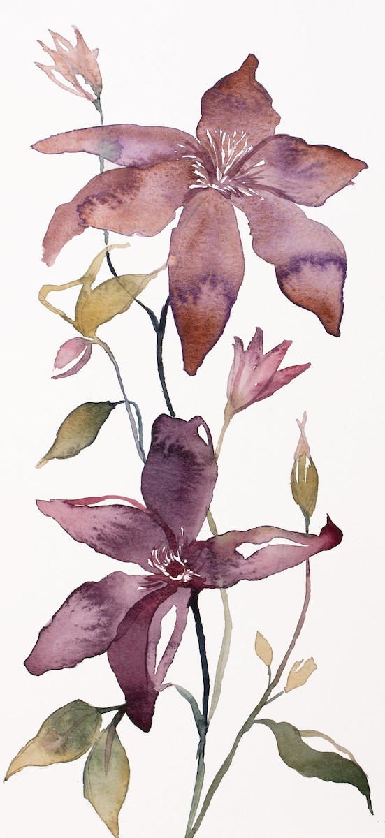 Elizabeth Becker, Clematis Elizabeth Becker, Clematis