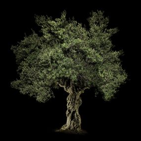 Photographie, Olive Tree-Portrait of Tree series, Patrick Desgraupes
