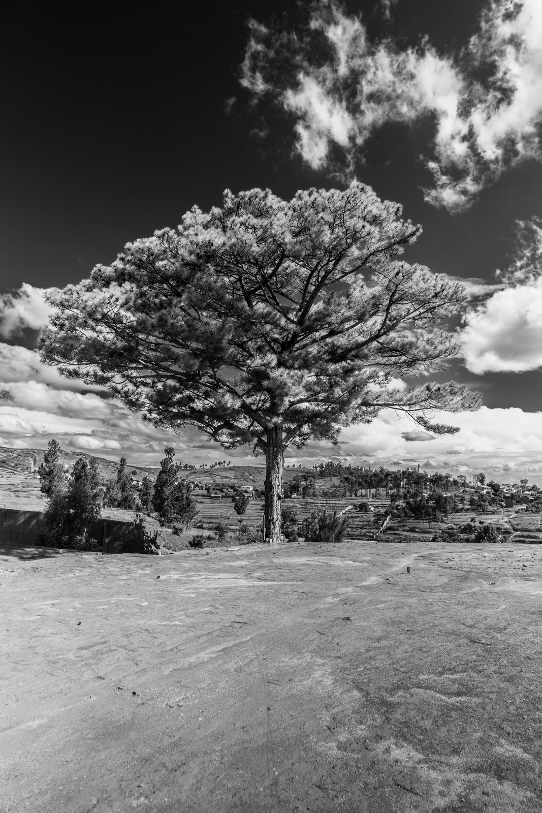 Jean-Guy Nakars, L'Arbre Jean-Guy Nakars, L'Arbre