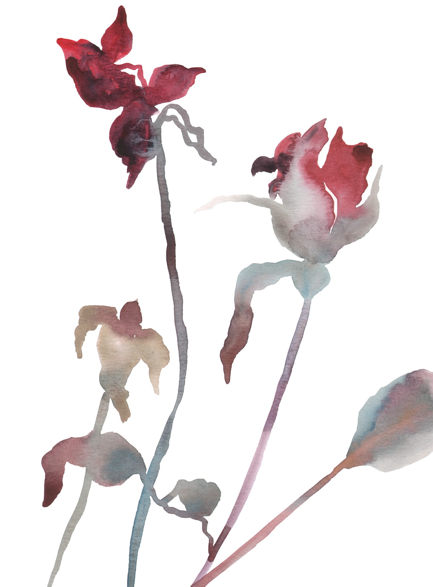 Elizabeth Becker, Rose study No. 11 Elizabeth Becker, Rose study No. 11