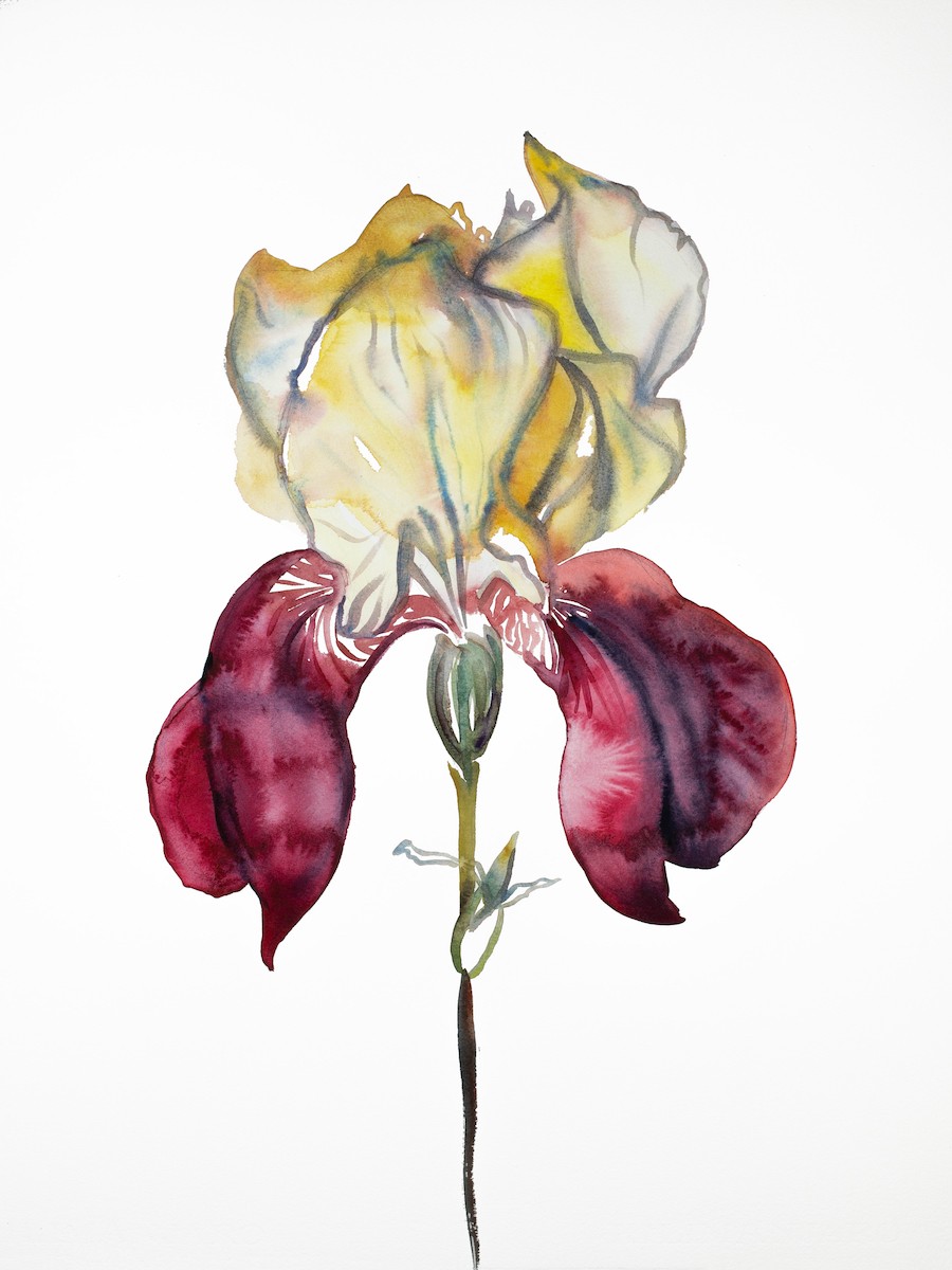 Elizabeth Becker, Iris No. 105 Elizabeth Becker, Iris No. 105