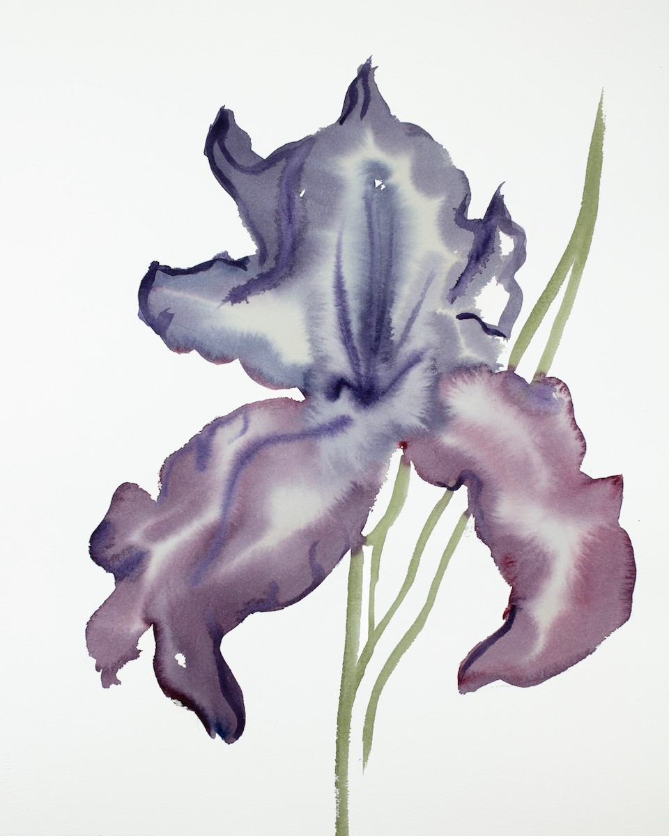 Elizabeth Becker, Iris no. 113 Elizabeth Becker, Iris no. 113