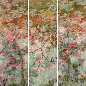 Photography, Coquelicot-Reflets-110/35, Arelys Photos