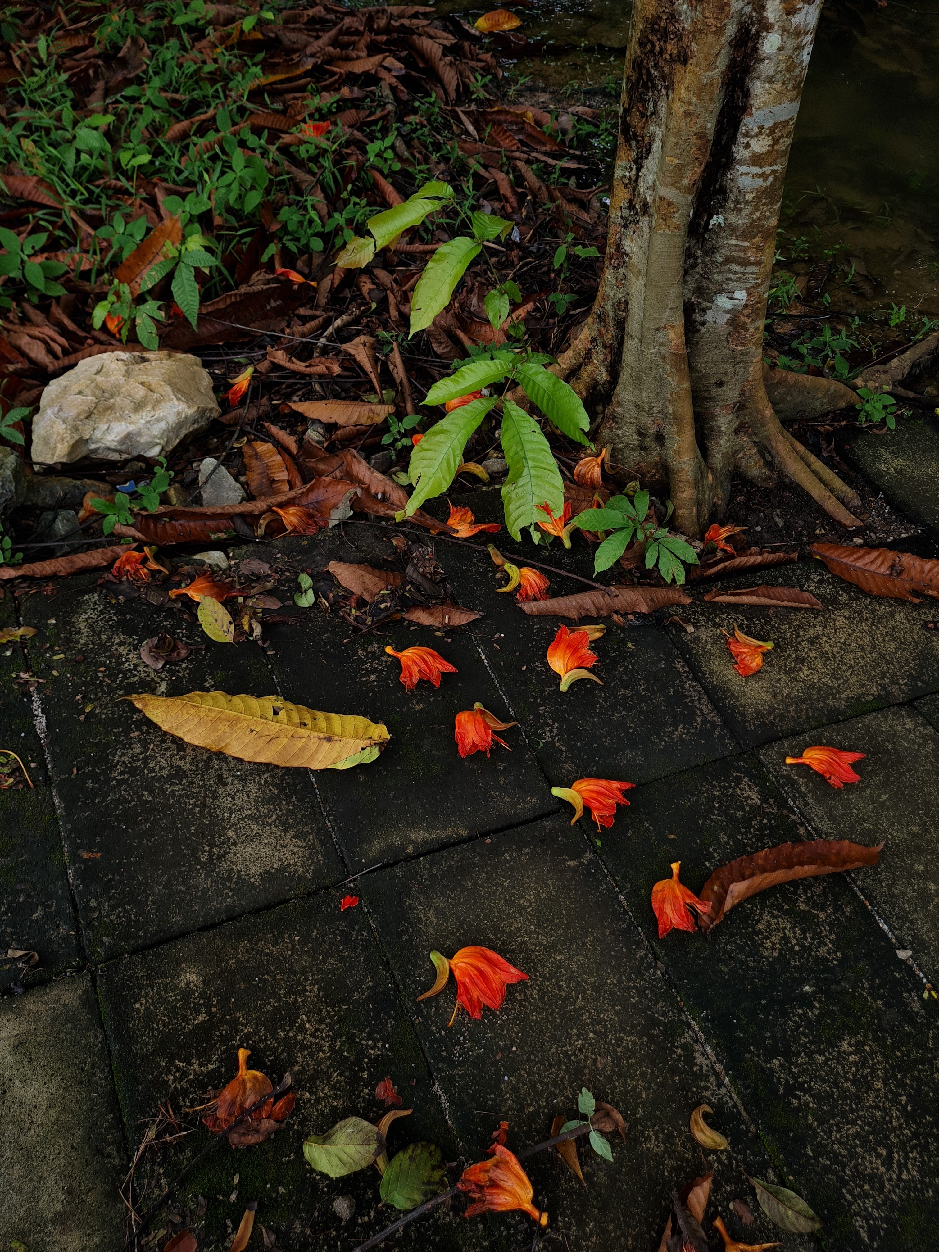 Jess Hon, Pretty Littered Walkway Jess Hon, Pretty Littered Walkway