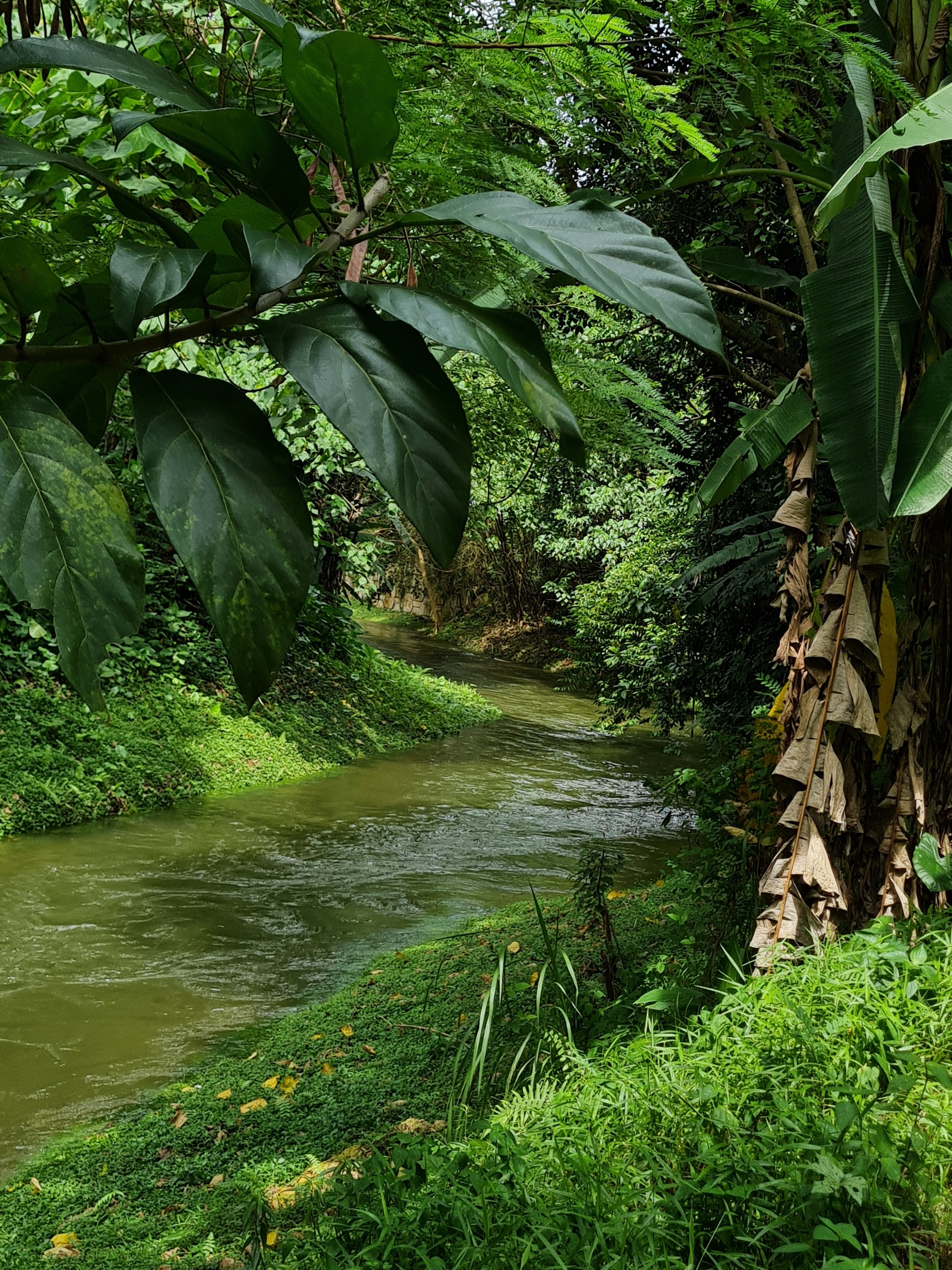 Jess Hon, Beautiful stream in Melawati Jess Hon, Beautiful stream in Melawati