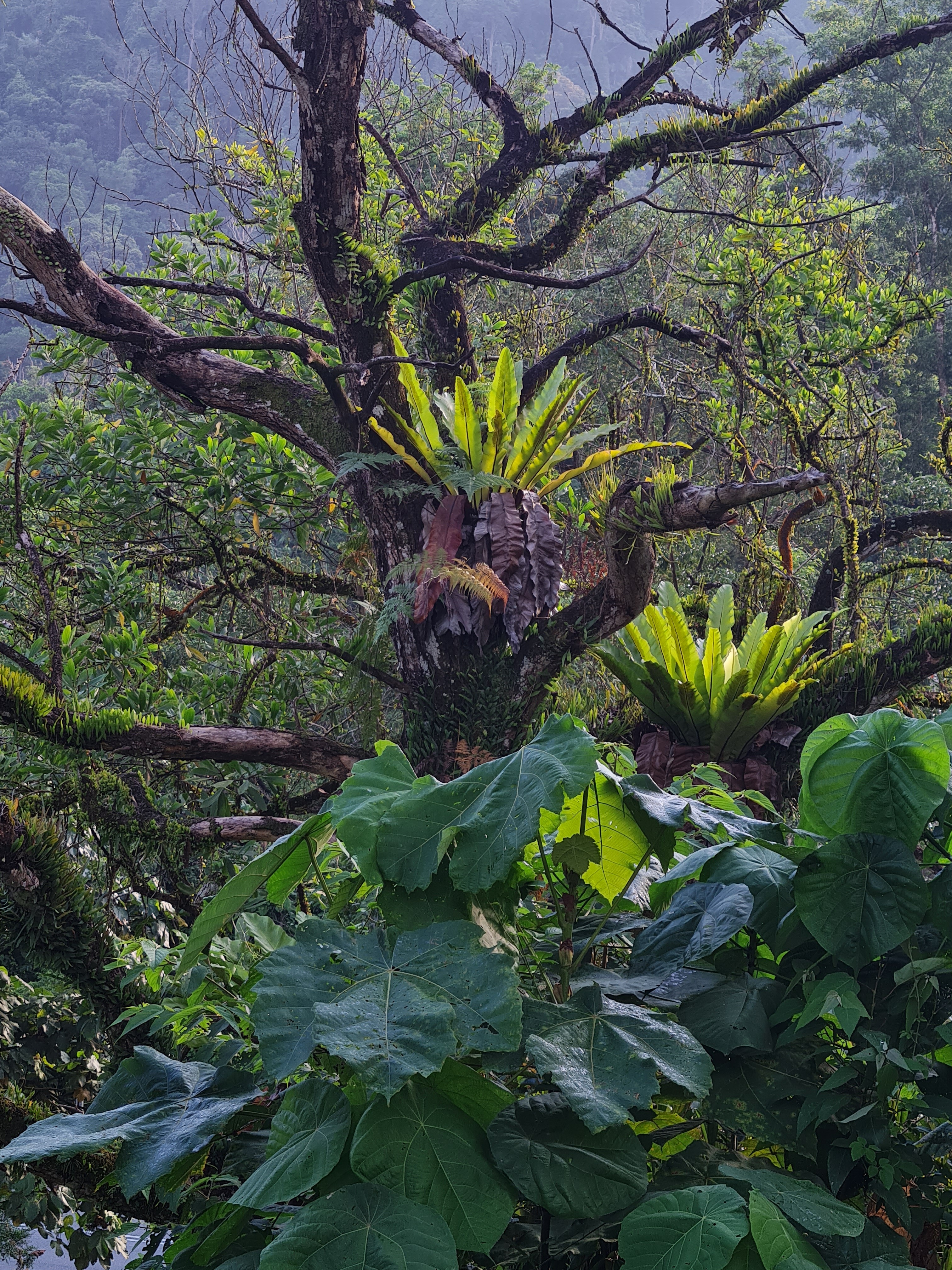 Jess Hon, Deep in the Jungle Jess Hon, Deep in the Jungle