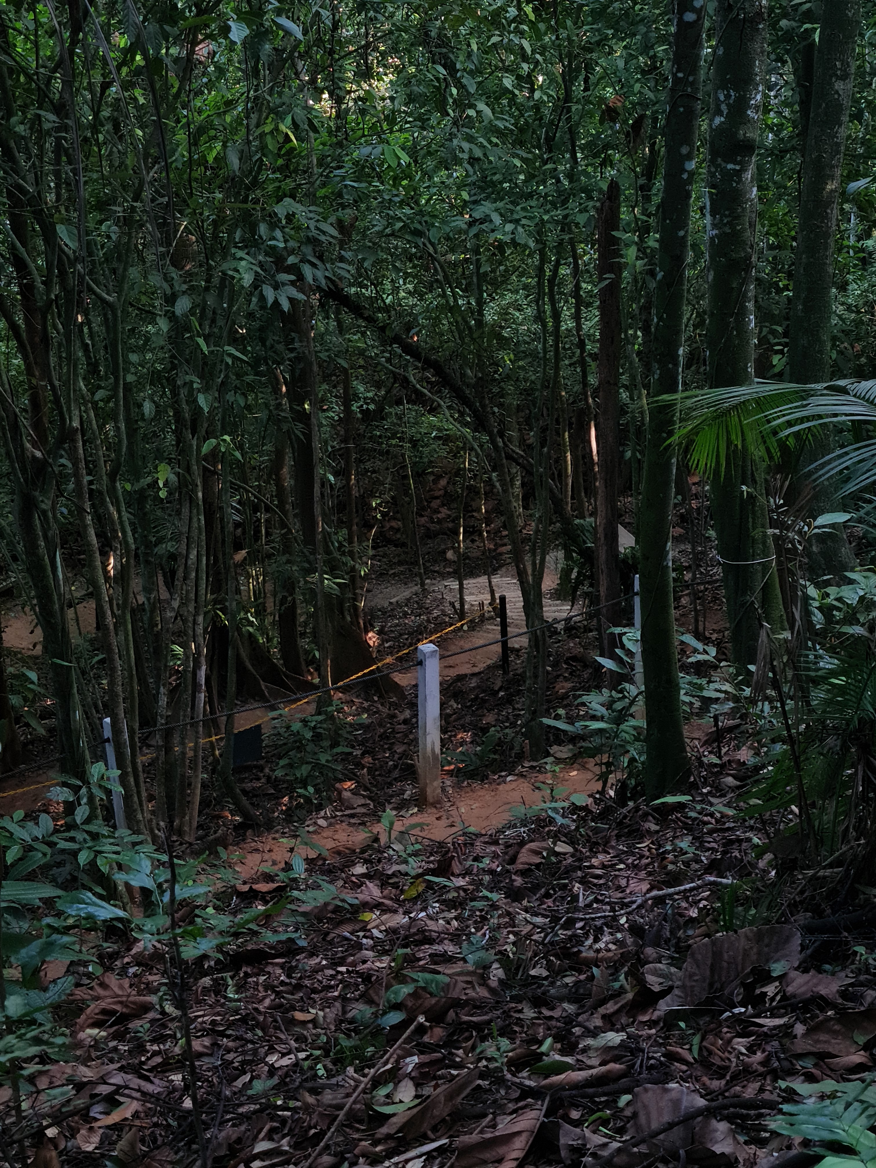 Jess Hon, Peace and quiet in the jungle Jess Hon, Peace and quiet in the jungle